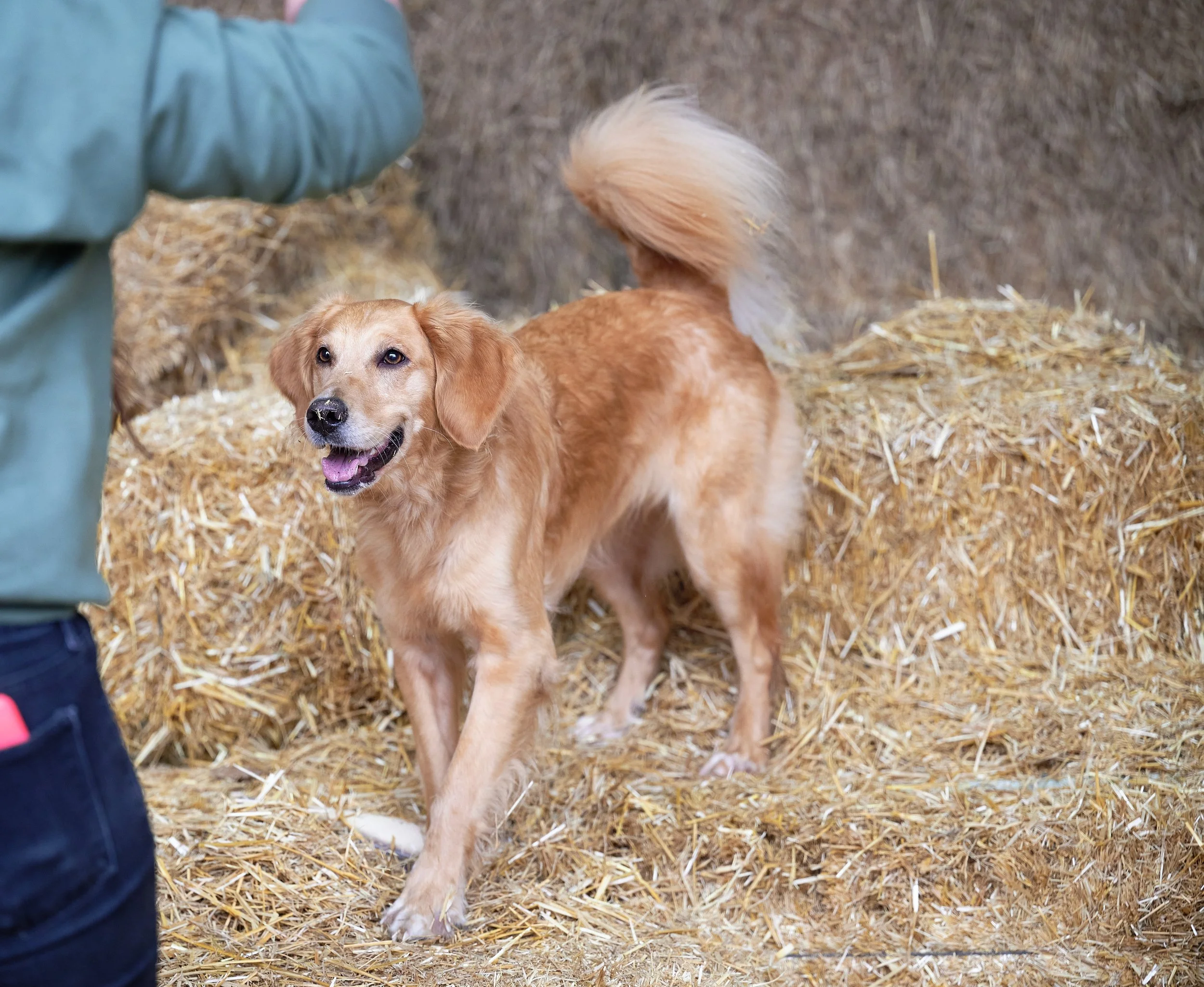 Golden retriever dog standing on hay bales inside a barn with a person nearby.