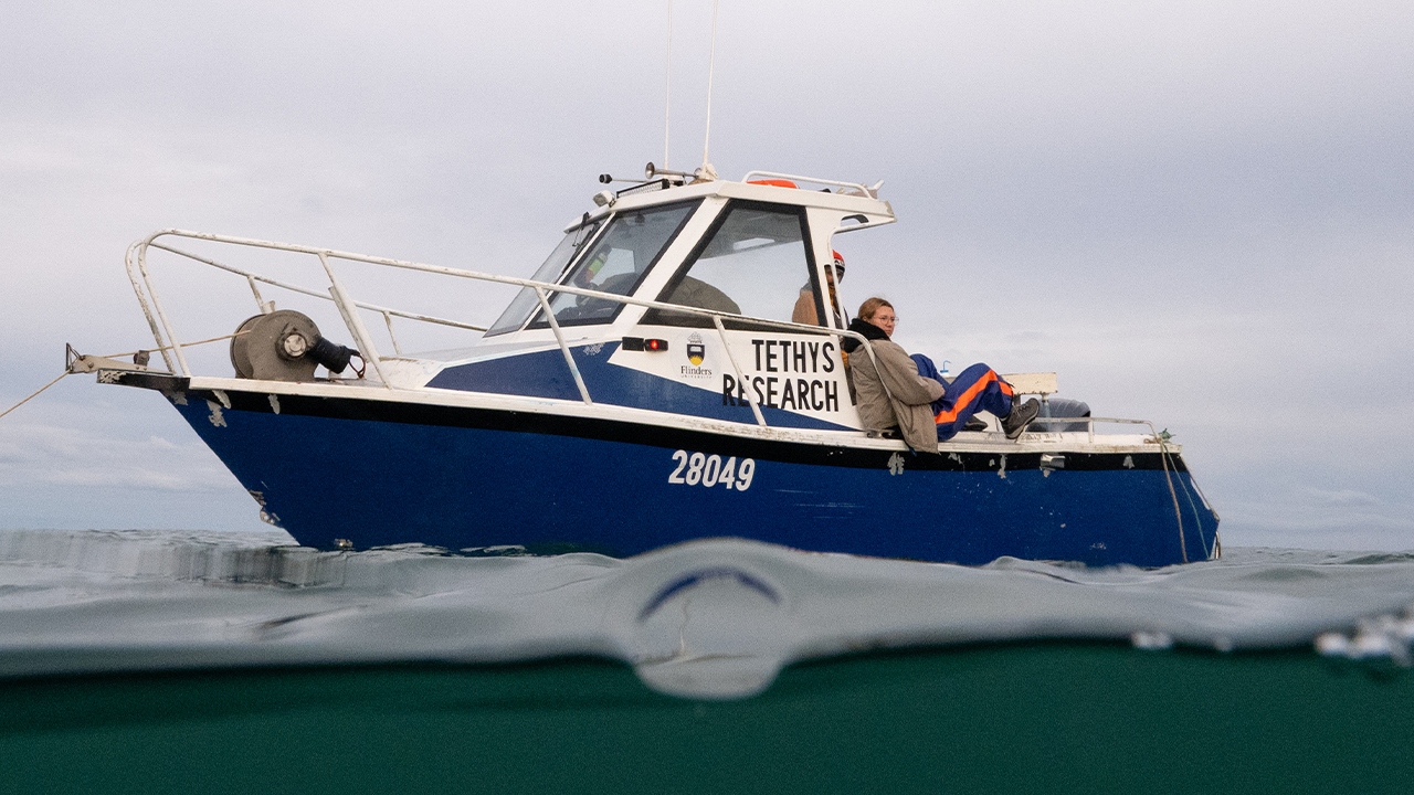 Algae Bloom: SA’s coastline crisis keeps rolling in.