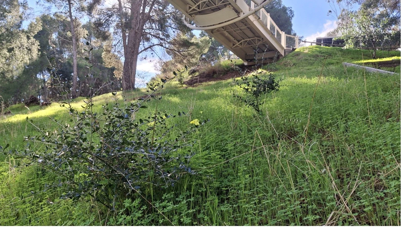 The Olive Problem