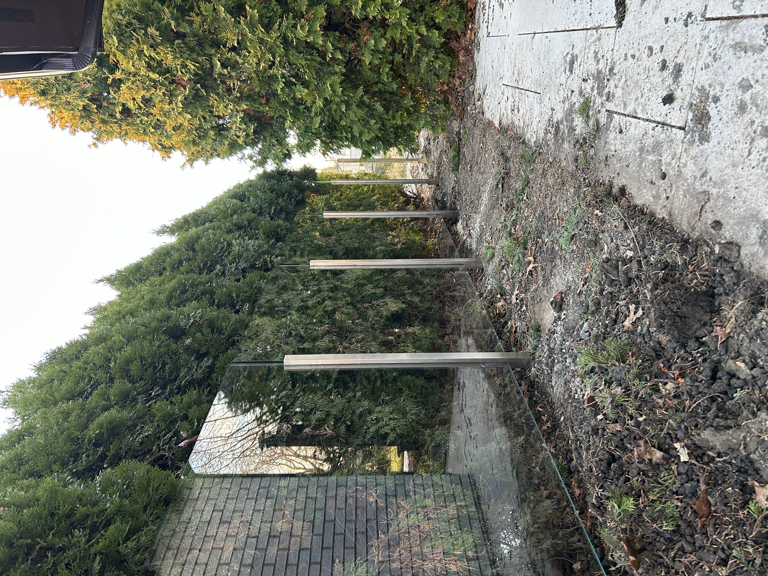 A row of tall bushes and small trees with some protective glass barriers and a hedge on the left side, ground covered with soil, leaves, and patches of concrete walkway.