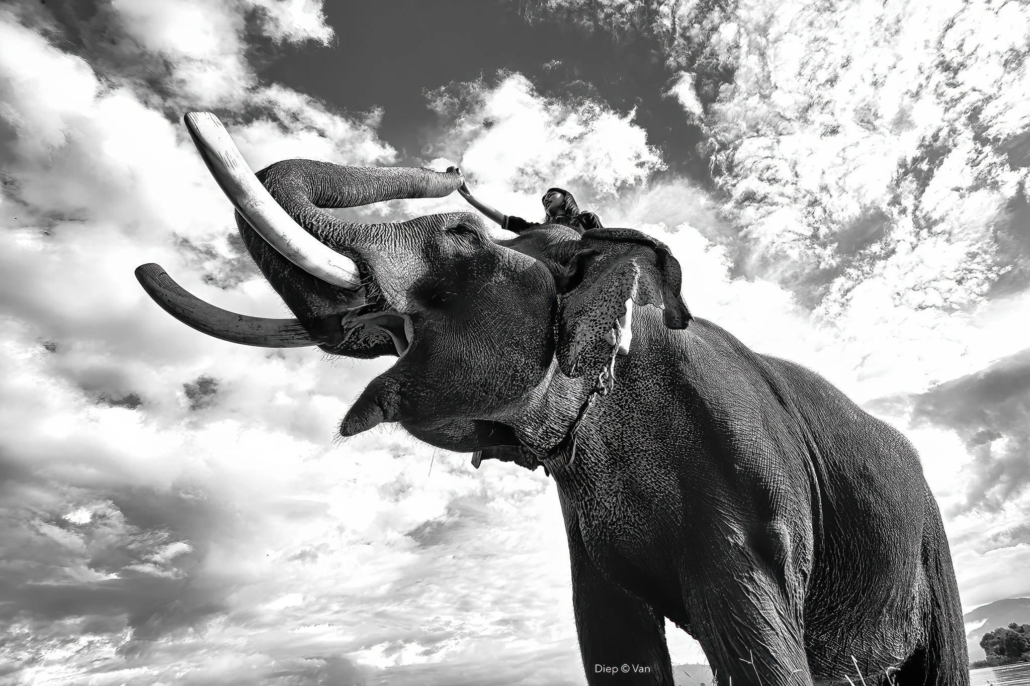 Black and white photo of a person riding on the back of an African elephant with large tusks, against a cloudy sky.