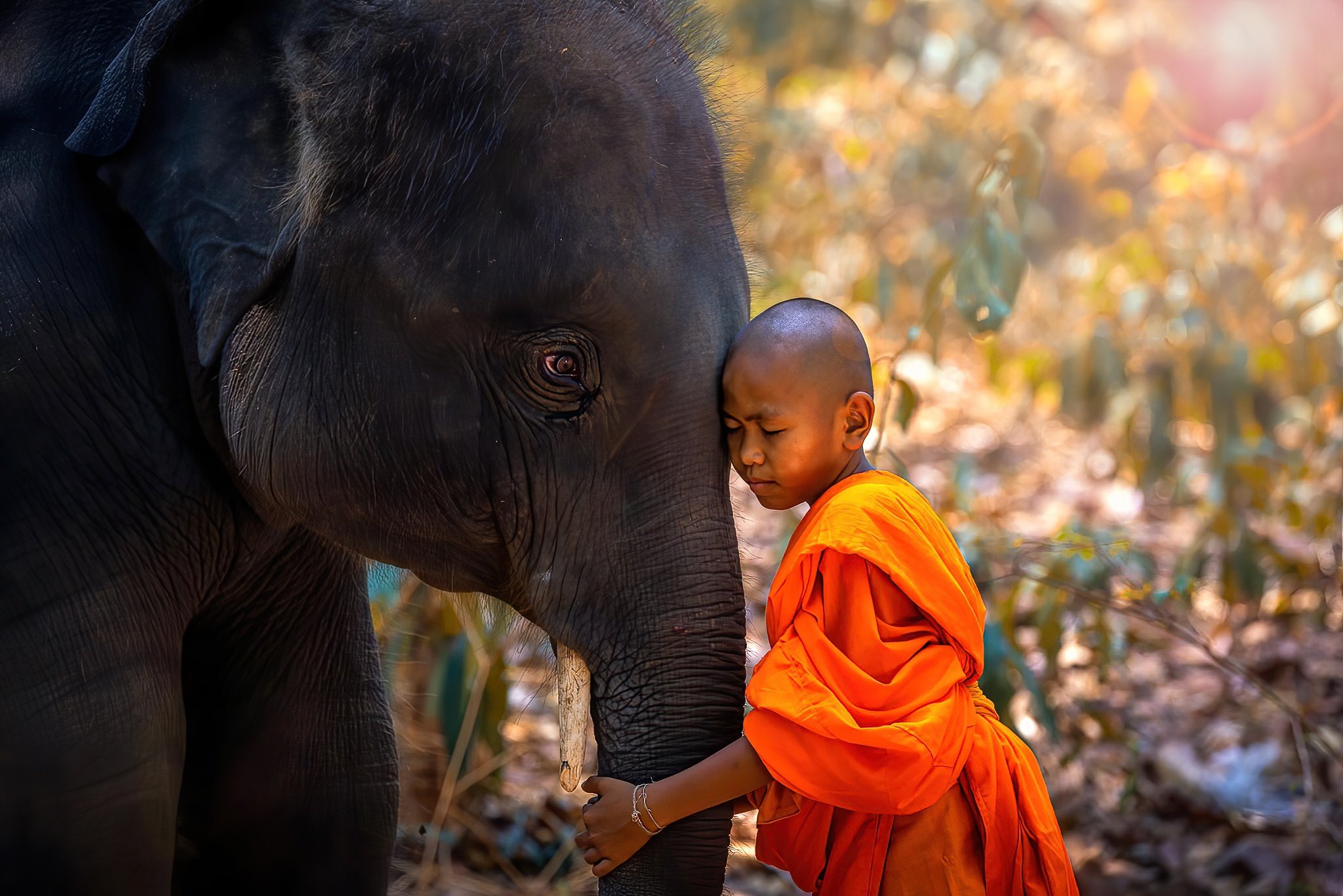 A young monk in an orange robe touching foreheads with an elephant in a natural setting with sunlight and trees in the background.