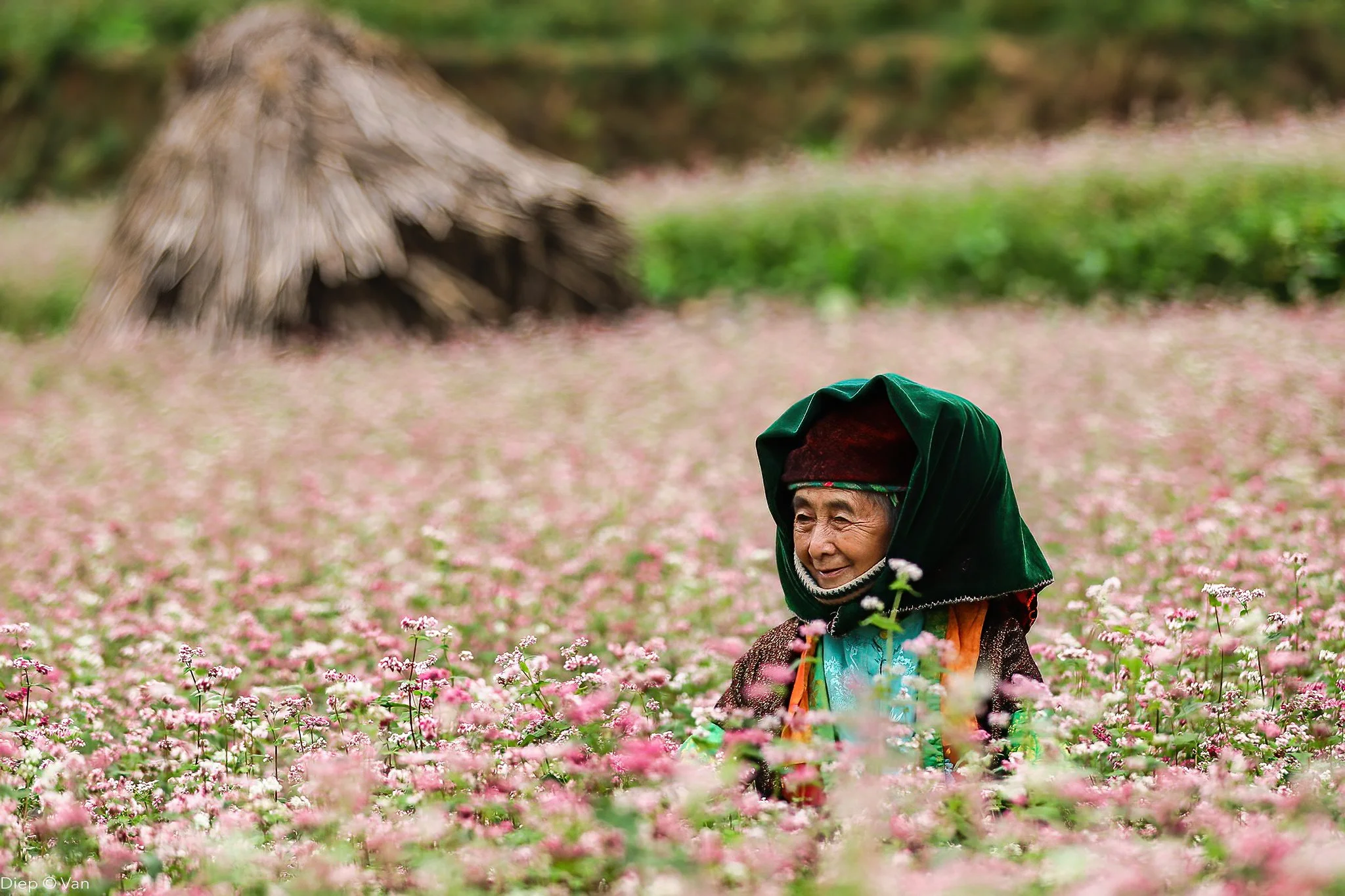 An elderly woman with traditional clothing and a green headscarf, smiling while standing amidst pink flowers in a field, with a thatched hut in the background.