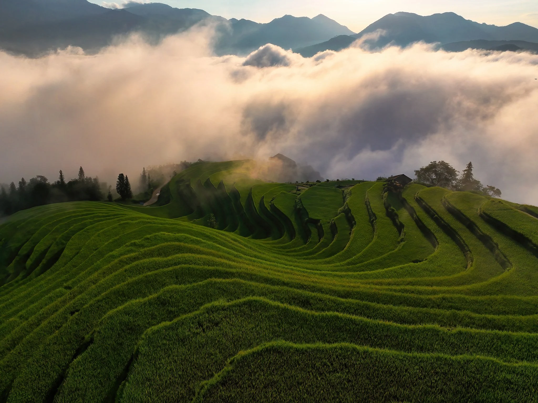 Lush green terraced rice fields on a hillside with mountains and clouds in the background.