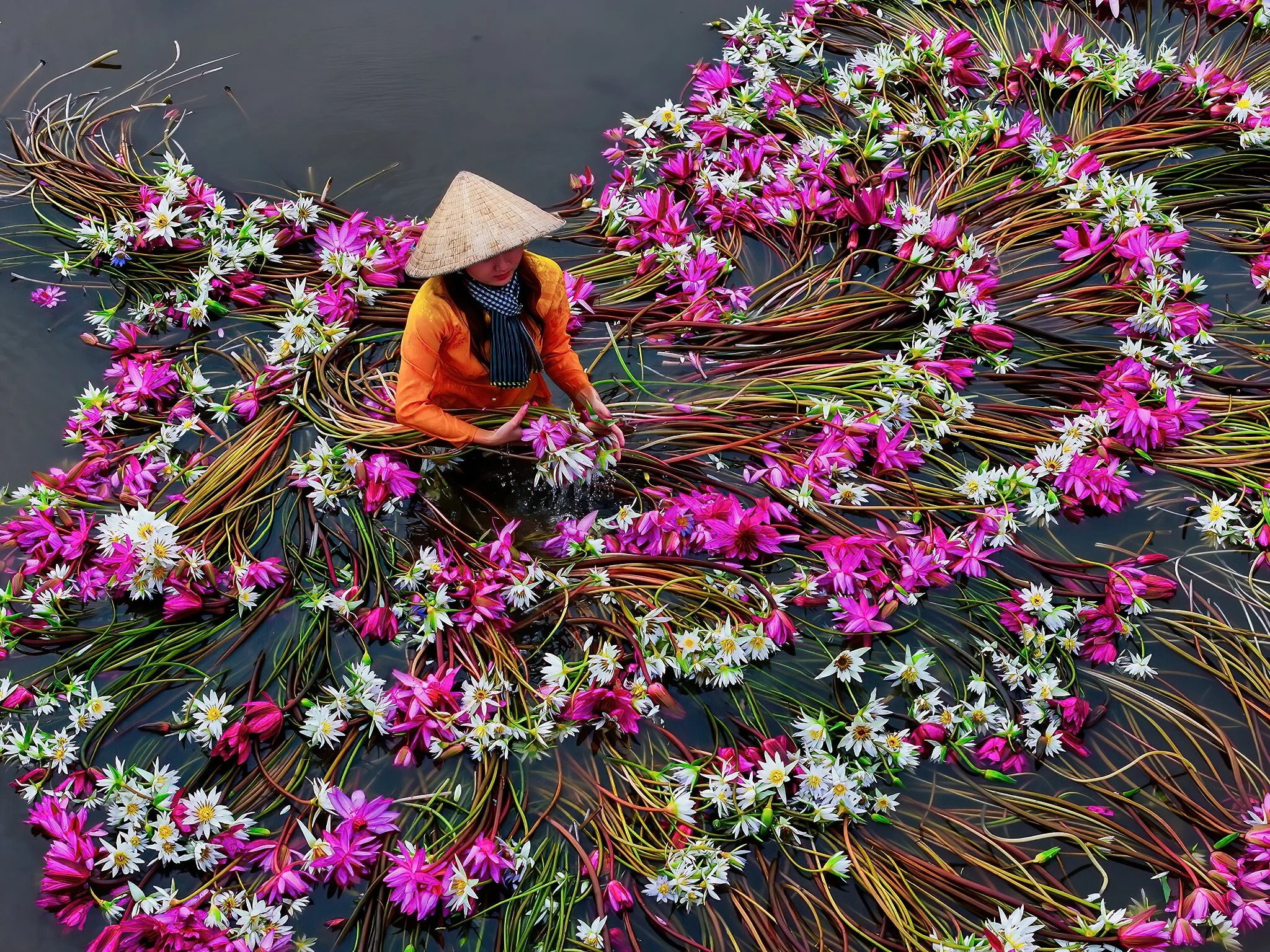 A woman wearing a traditional conical hat and orange shirt is gathering pink and white water lilies floating on water.