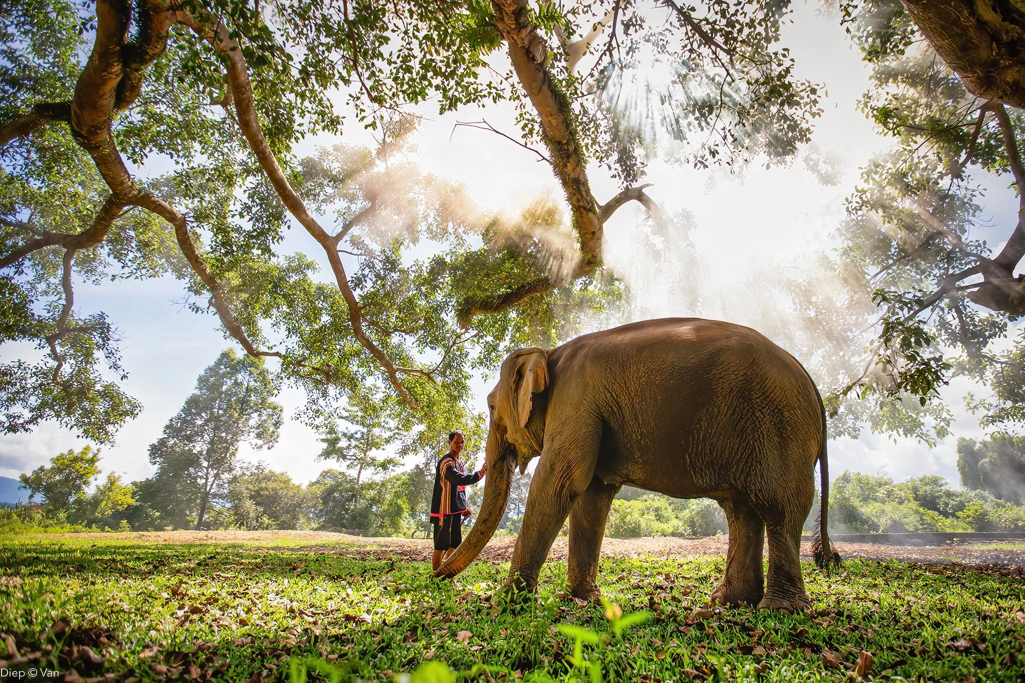 A person standing next to a large elephant in a lush, green forest with sunlight filtering through trees.