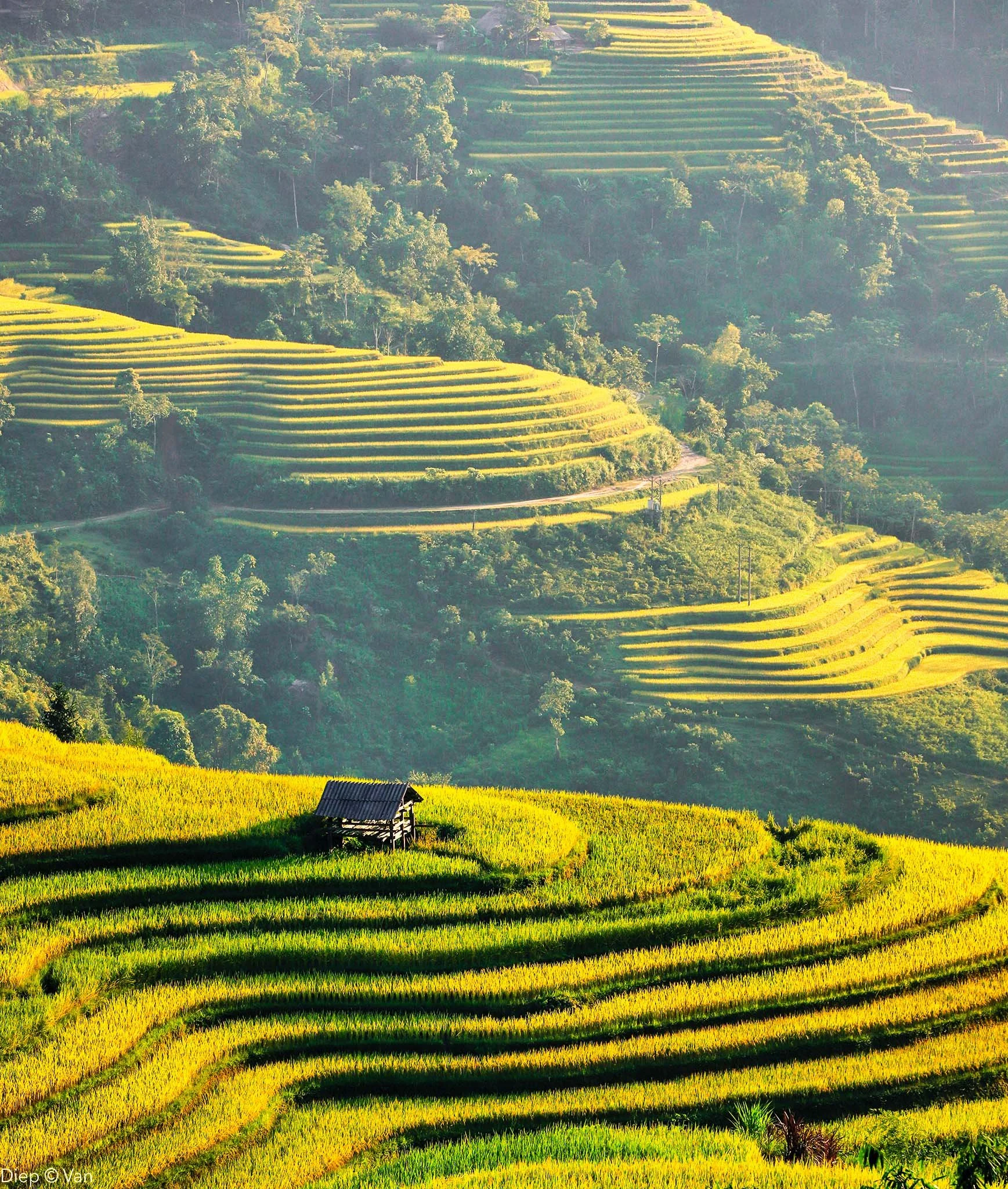 Terraced rice fields on a hillside with a small wooden hut, lush greenery, and a forest in the background, bathed in sunlight.