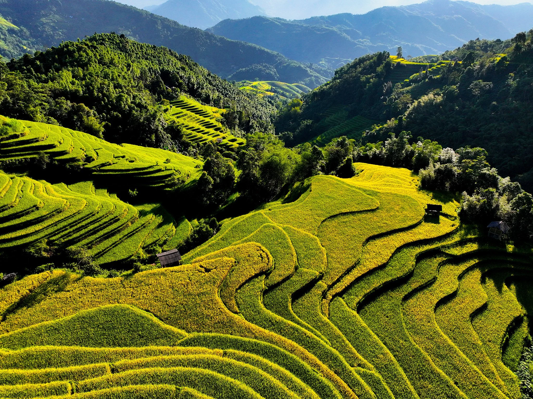 Terraced green and yellow rice paddies on a mountainside during daytime