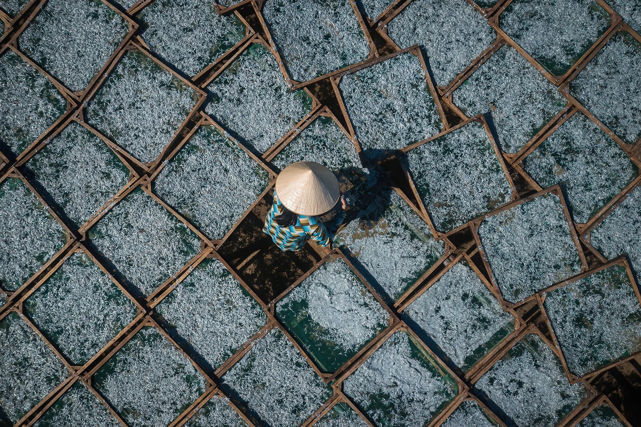 A person wearing a traditional conical hat and a blue striped shirt standing among multiple rectangular bamboo drying racks filled with white shredded material, possibly rice or straw, in an outdoor farm setting.