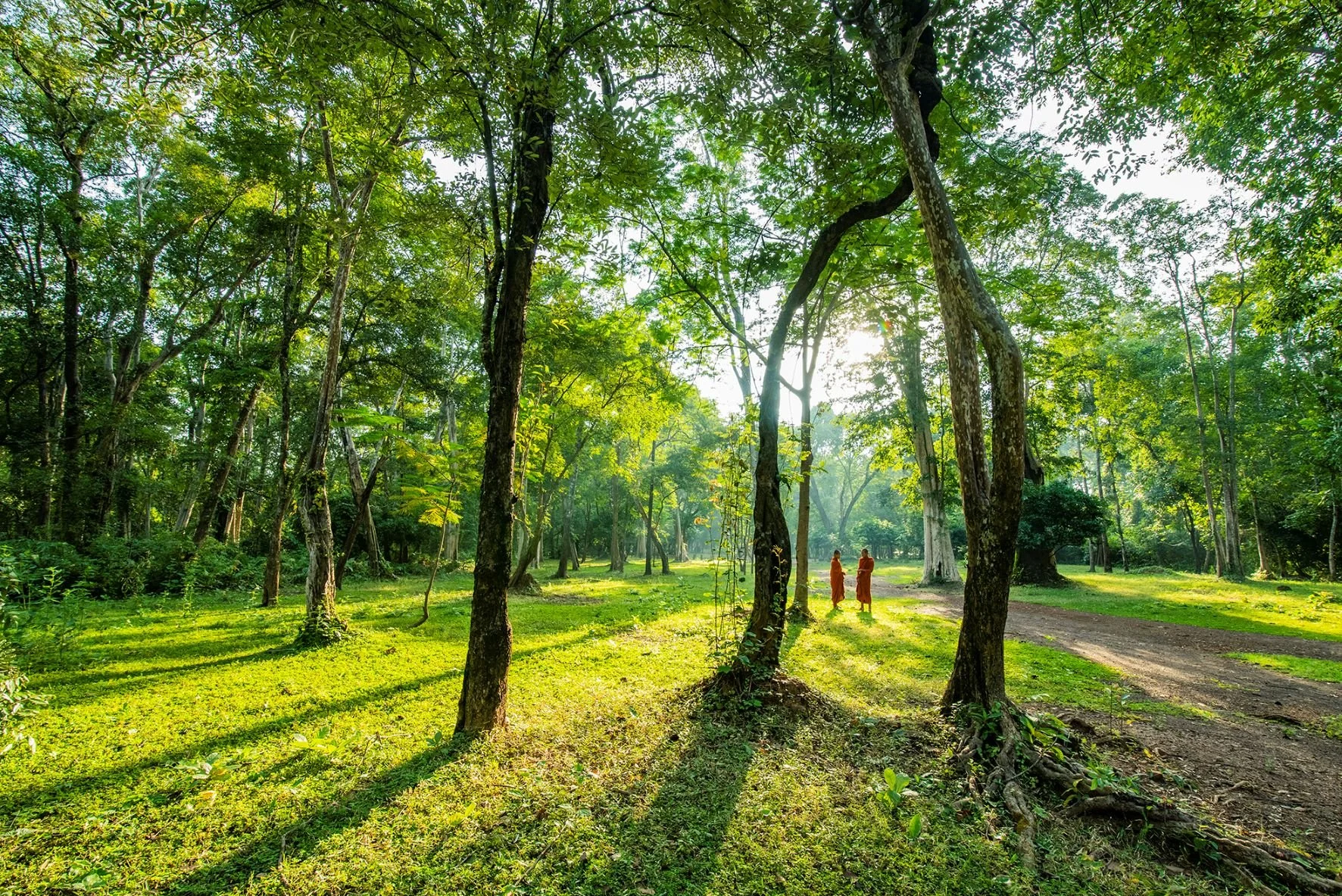 Century-forest1.jpg