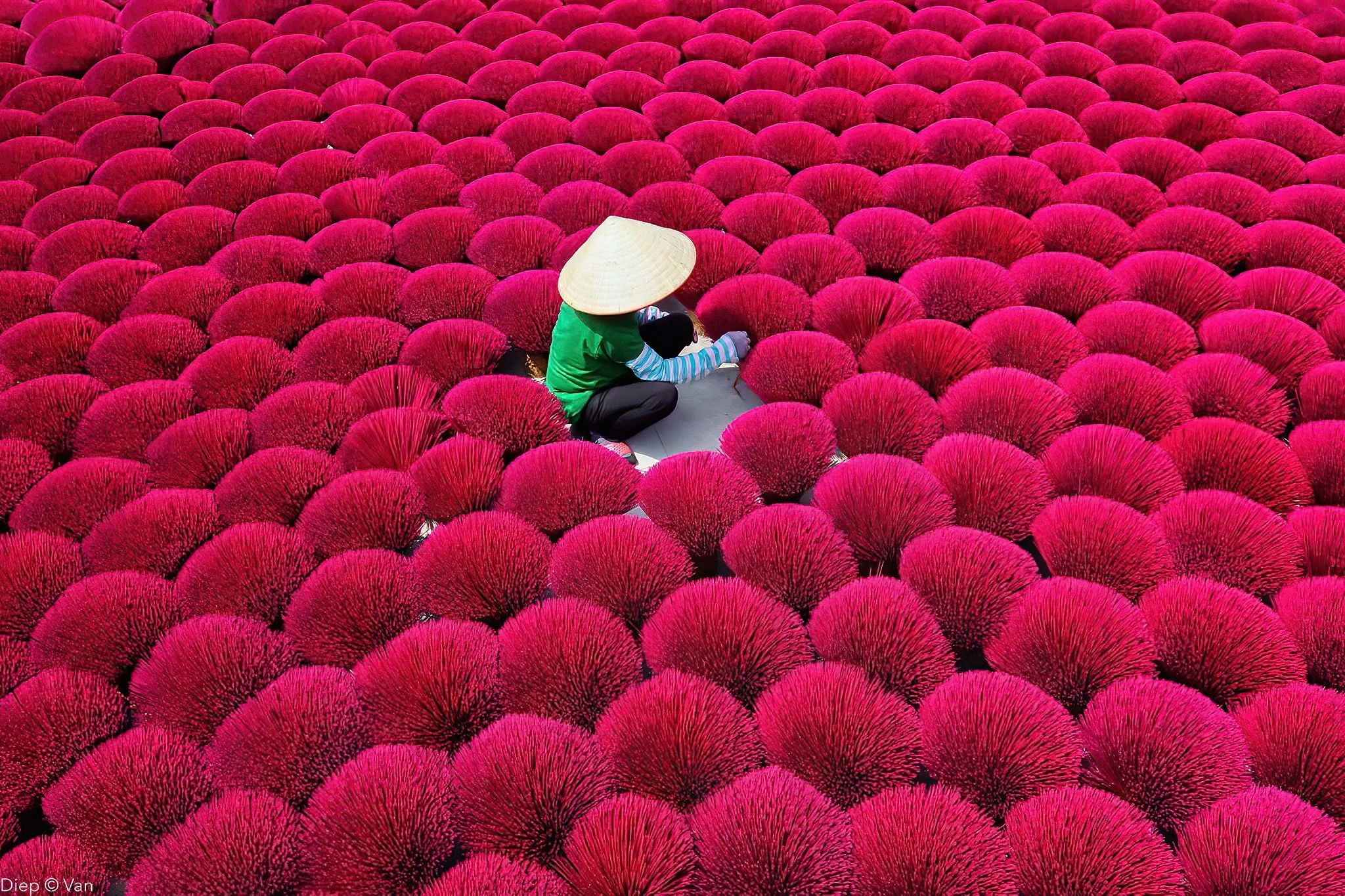 A person wearing a traditional conical hat and green shirt sitting among rows of pink globe-shaped flowers.