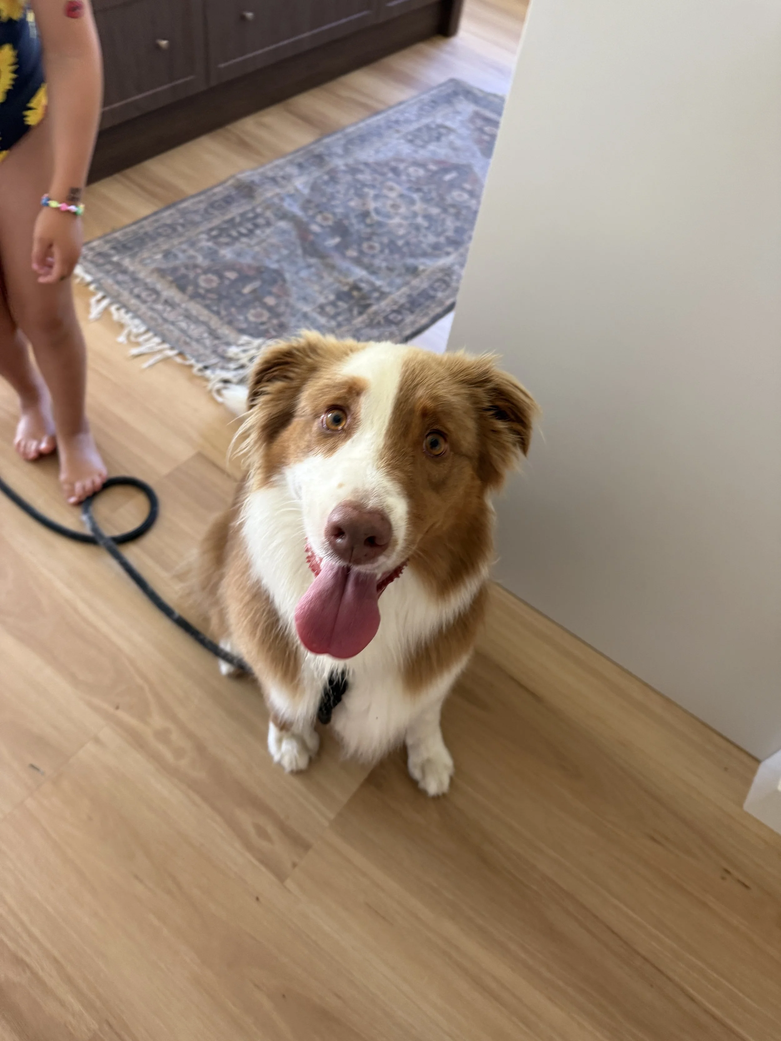 A happy brown and white dog sitting on a wooden floor, looking up with its tongue out. Part of a person and a leash are also visible.