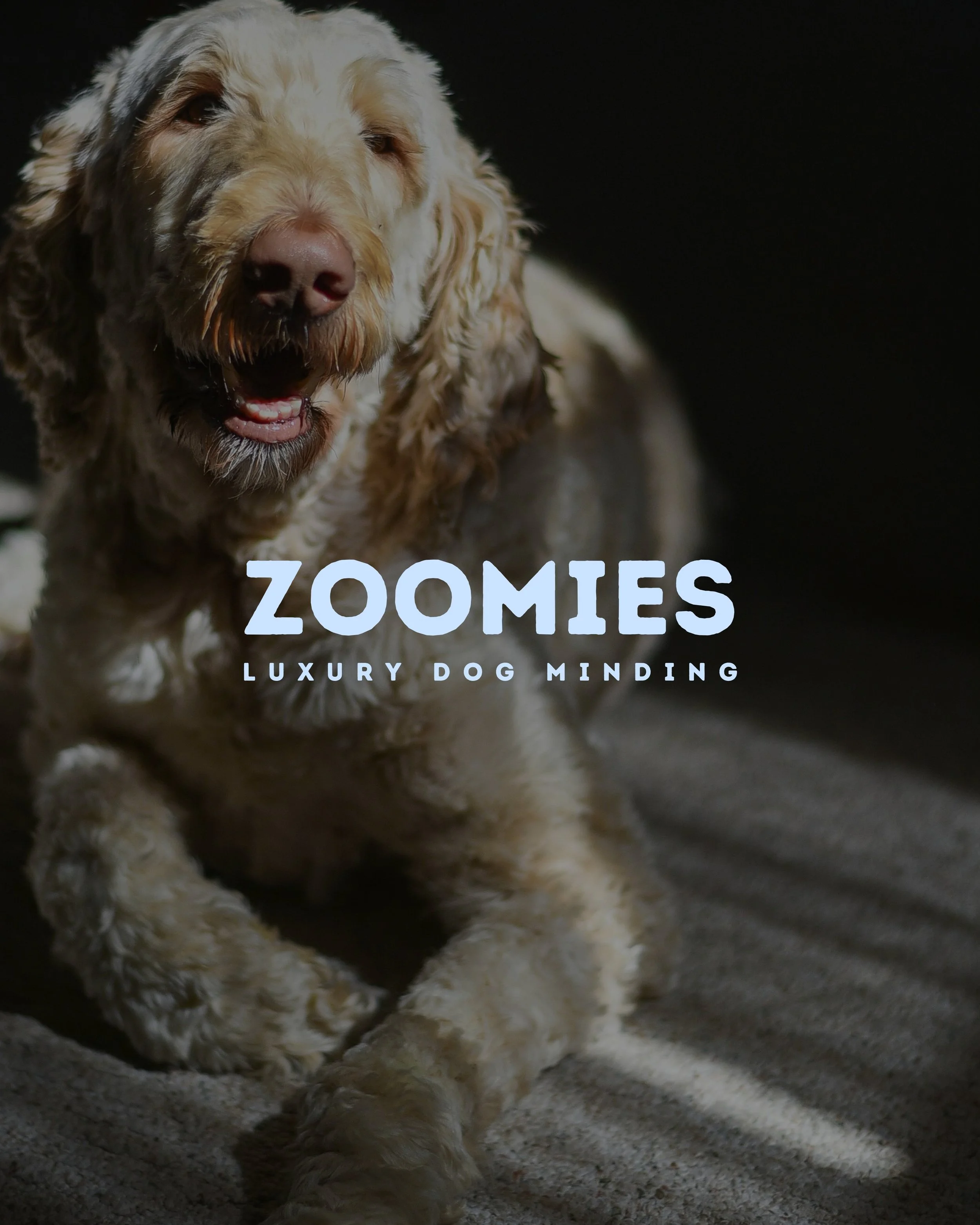 A close-up of a smiling, cream-colored, curly-haired dog lying on a carpet, with the text "ZOOMIES LUXURY DOG MINDING" overlaid.