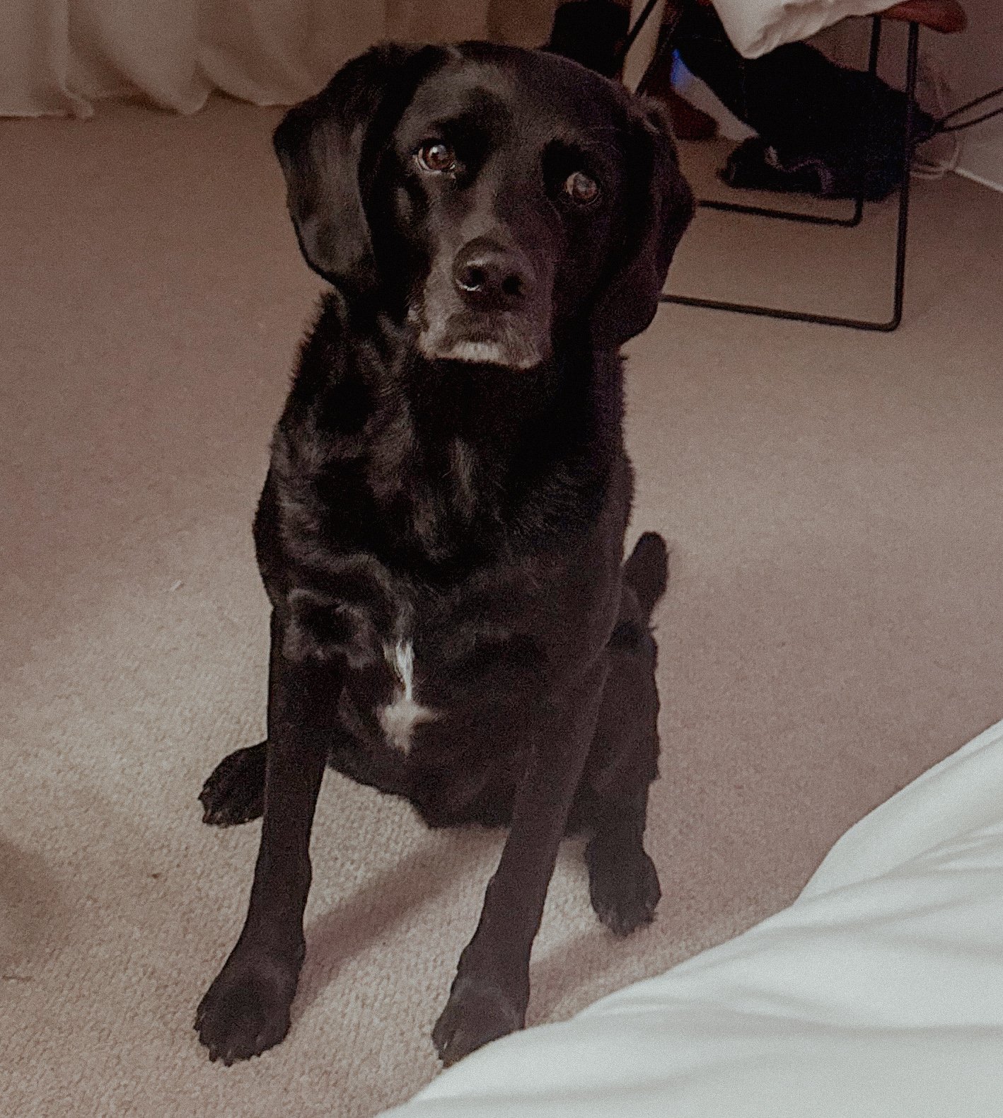 A black dog with brown markings and a white spot on its chest sitting on a beige carpet inside a room, looking up at the camera.