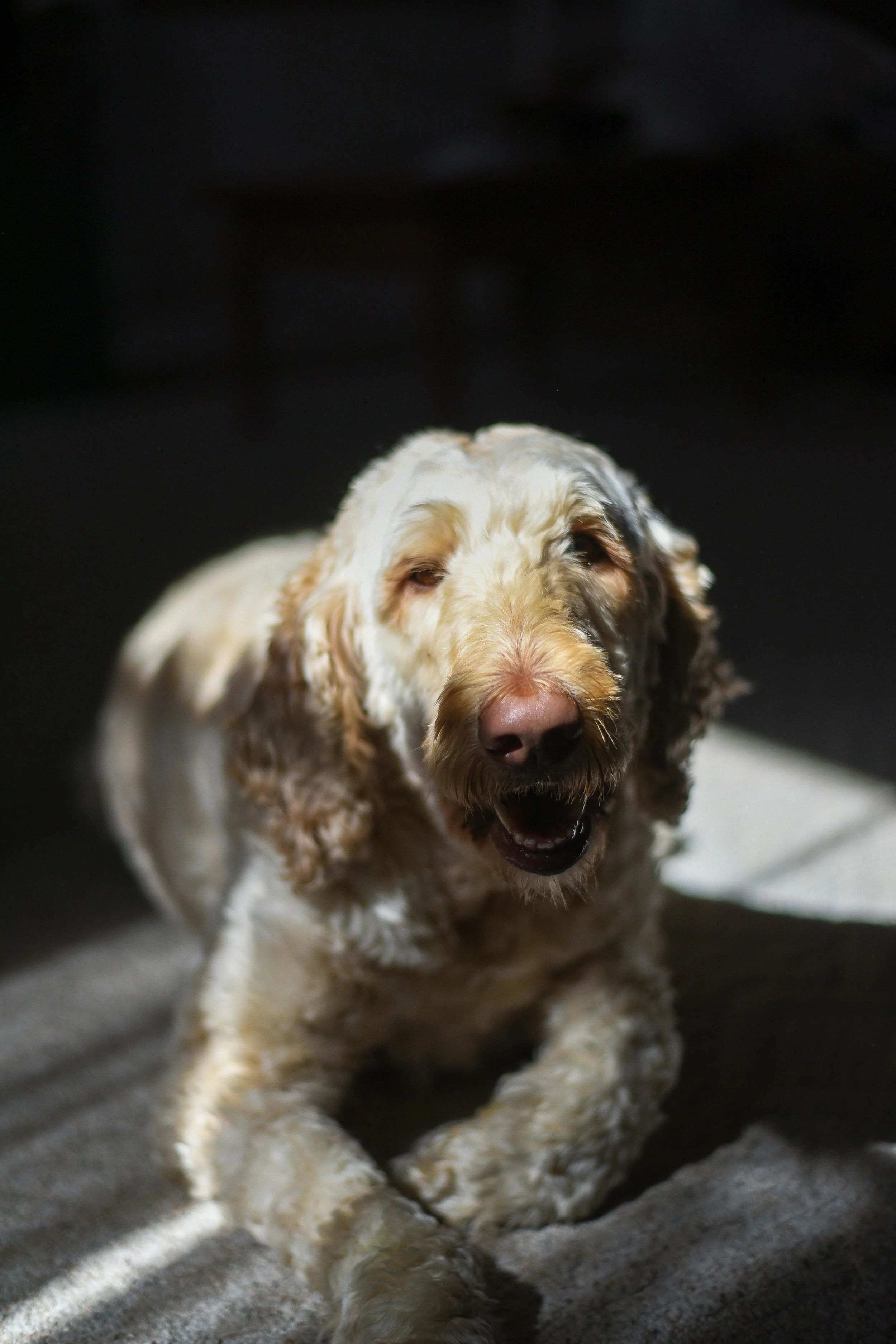 A happy, curly-haired dog lying on a rug, illuminated by natural light.