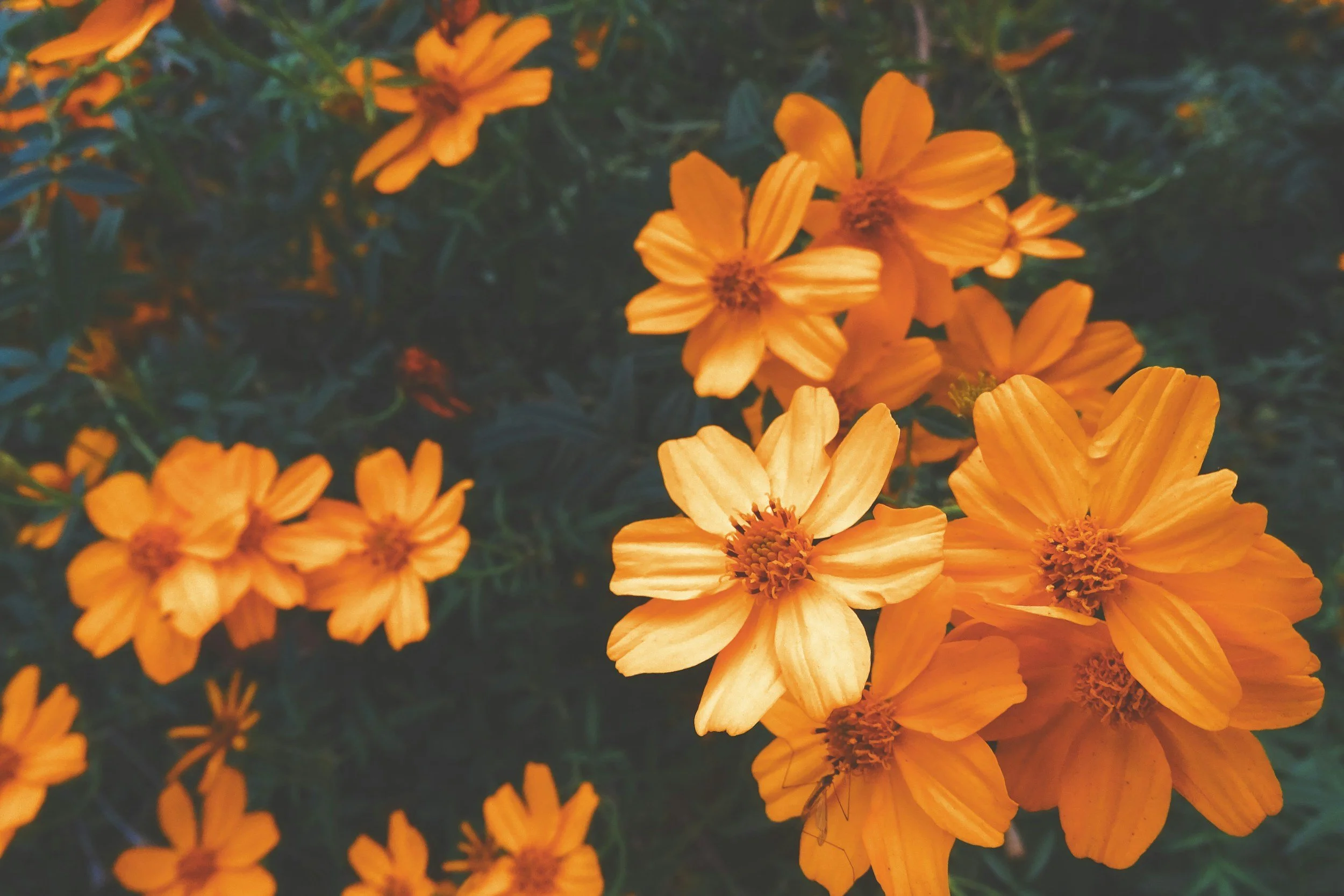Close-up of orange flowers with yellow petals and dark centers against green foliage.
