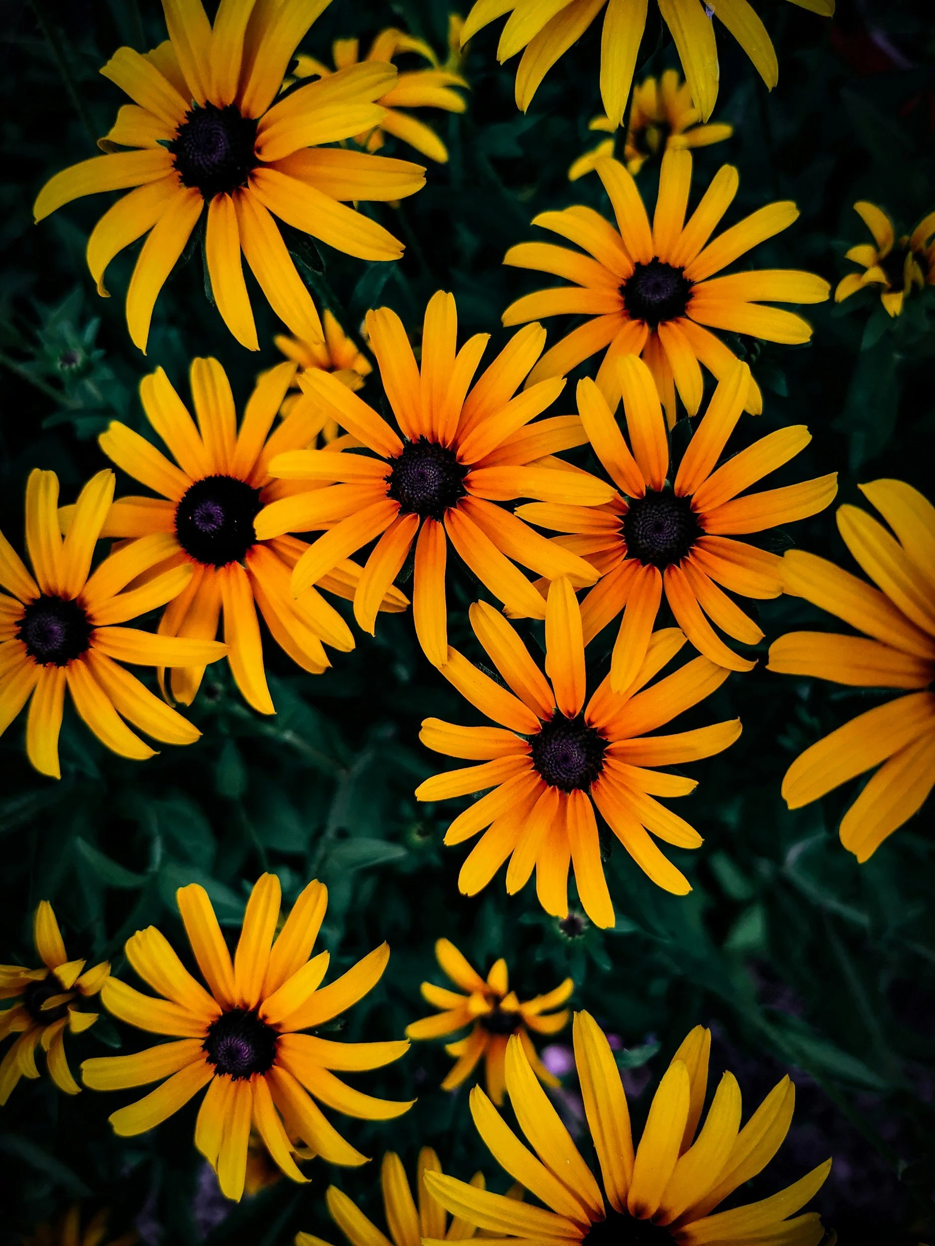 Close-up of yellow and orange flowers with dark centers, surrounded by green foliage.