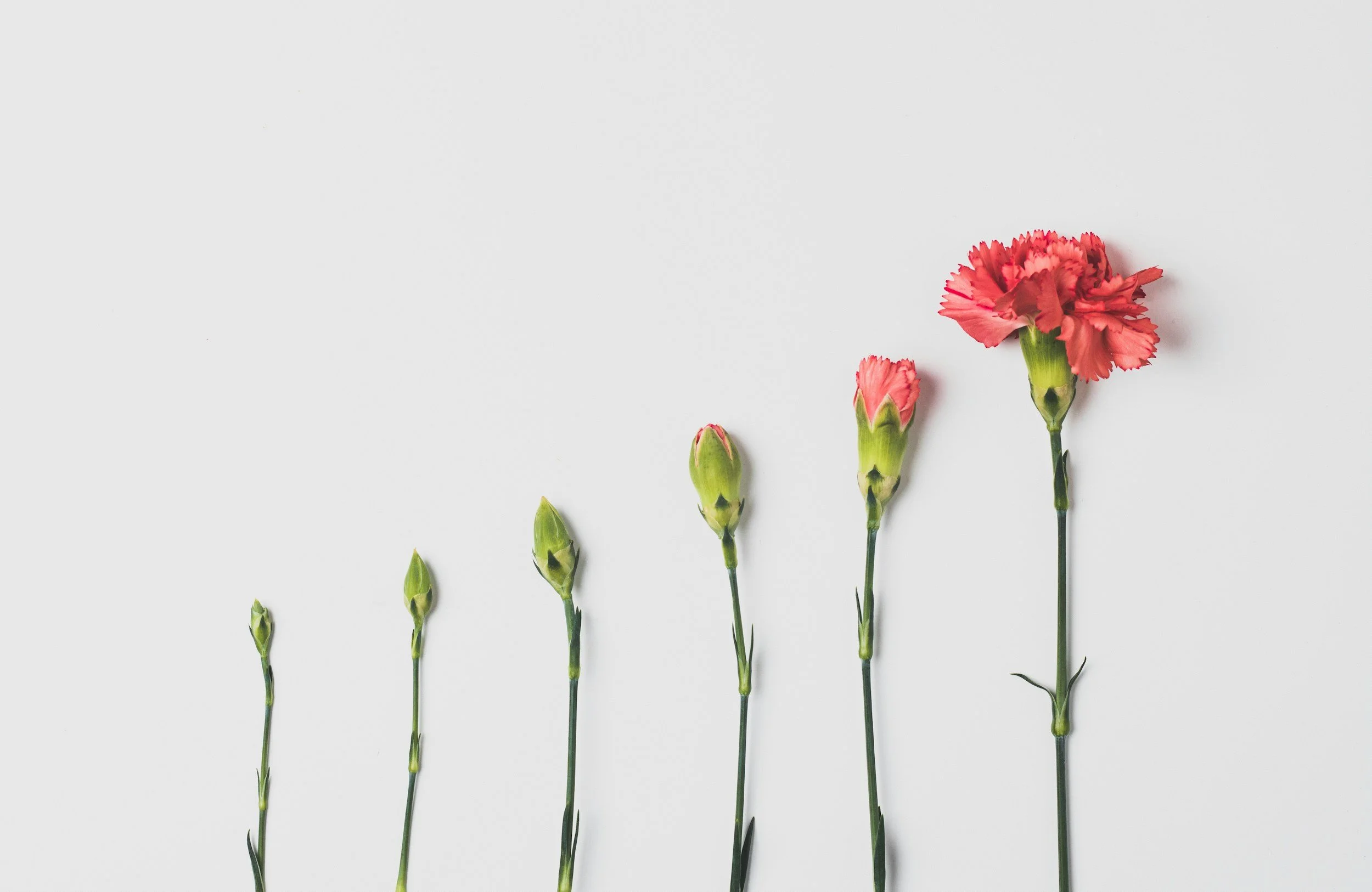 A series of pink carnations at different stages of bloom, from buds to a fully bloomed flower, arranged in ascending order on a white background.