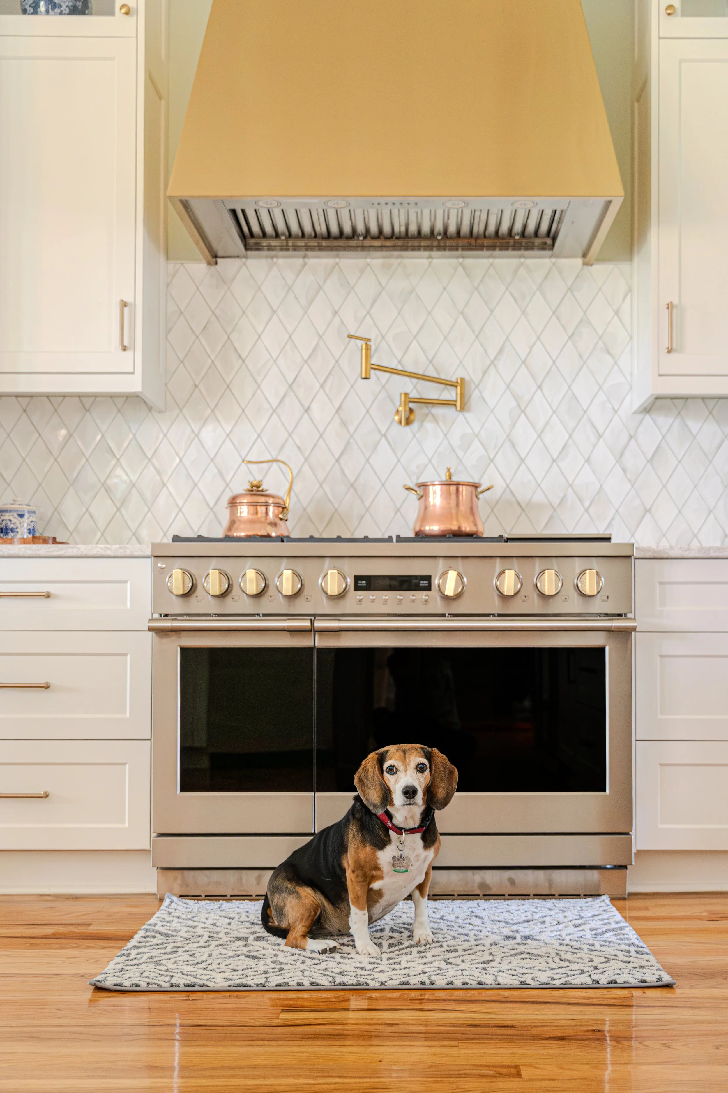 A small dog sitting on a patterned rug in front of a stainless-steel oven in a modern white kitchen with copper pots on the stove.
