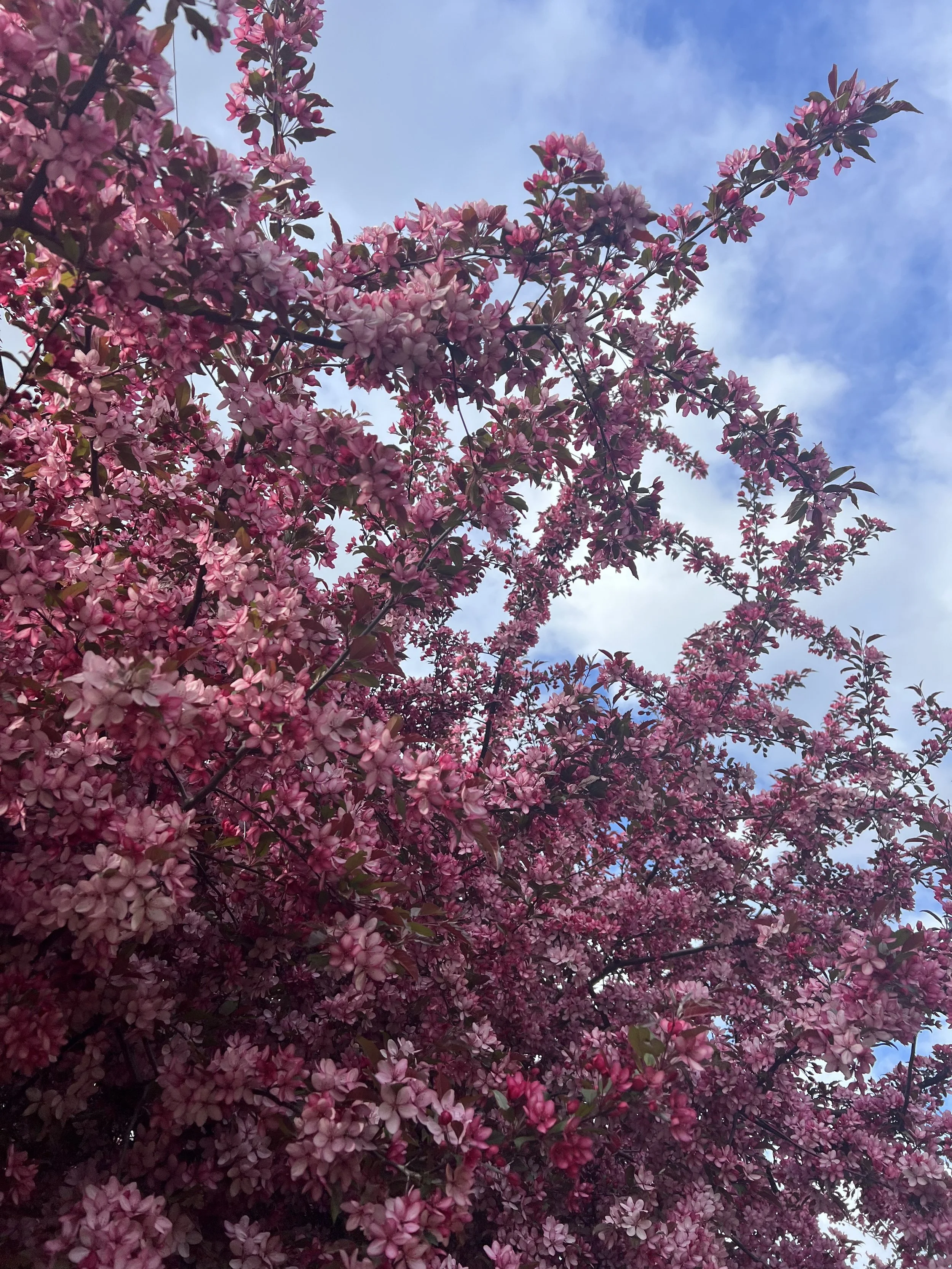 Pink flowering tree with a blue sky and light clouds in the background.