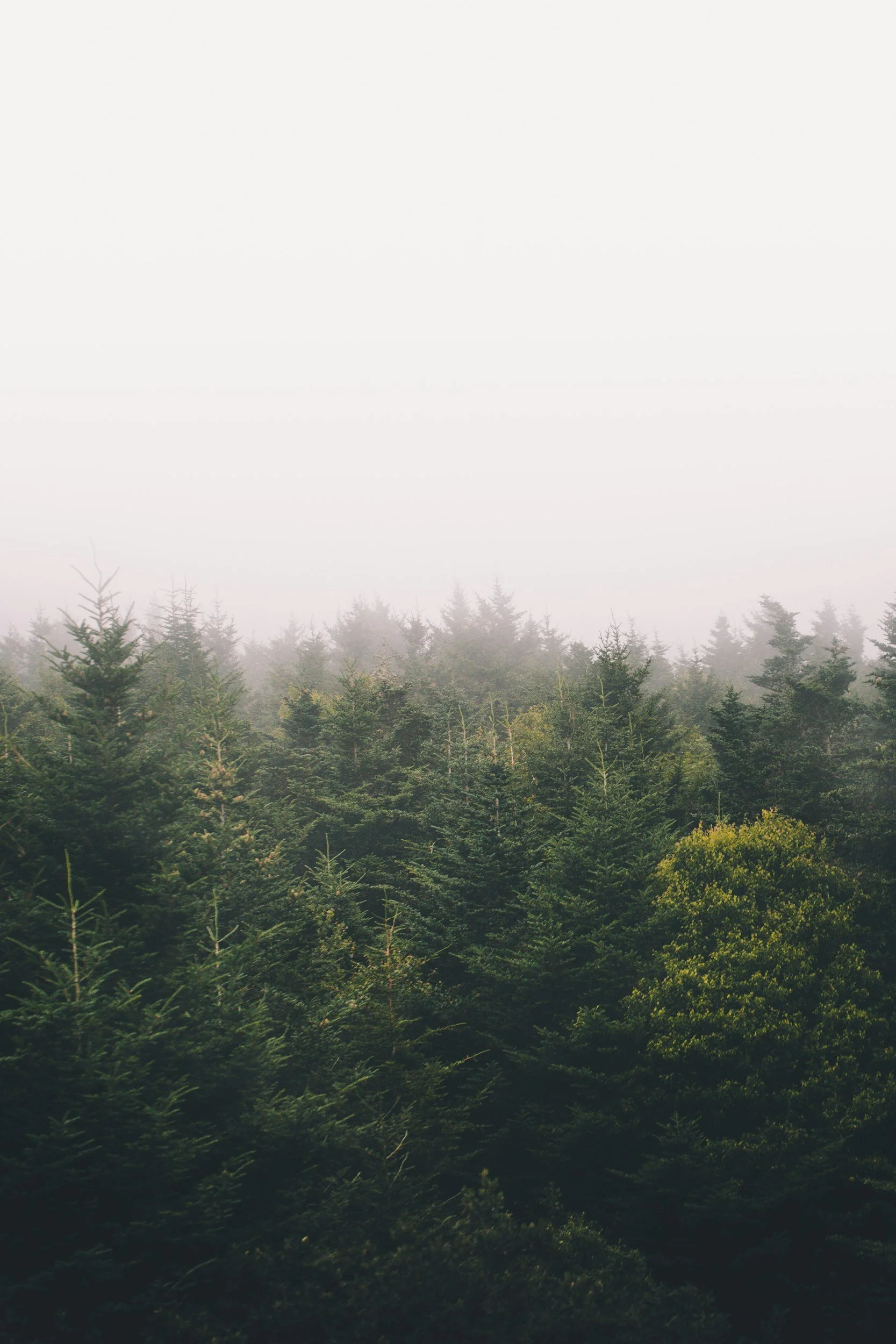 Foggy forest of evergreen trees.