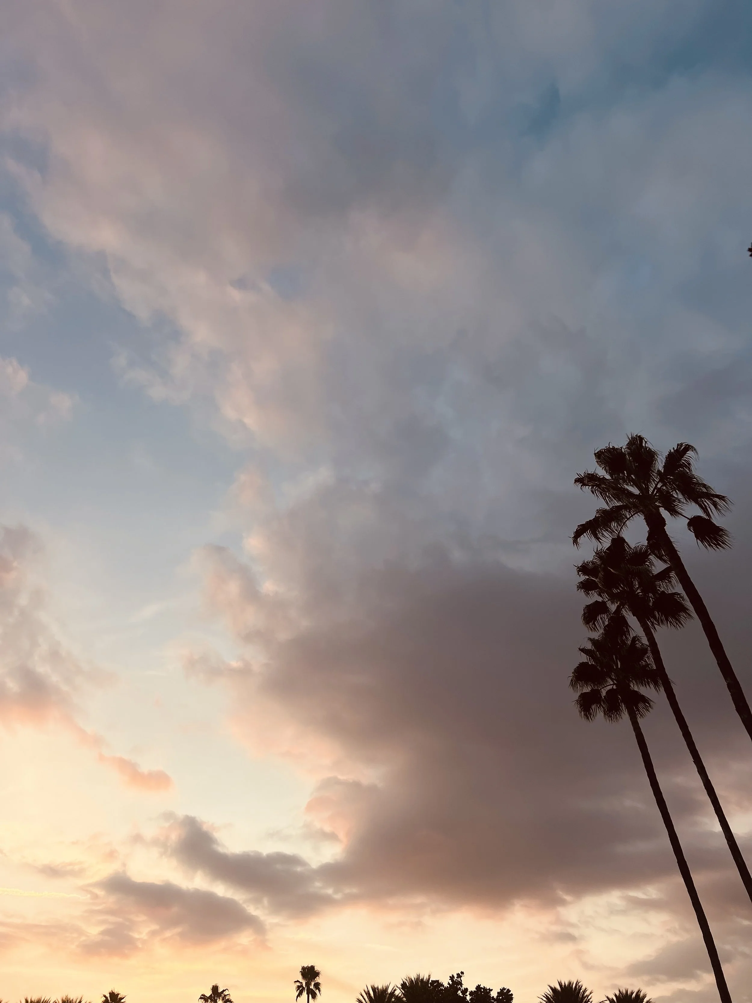 Sunset sky with colorful clouds and tall palm trees.