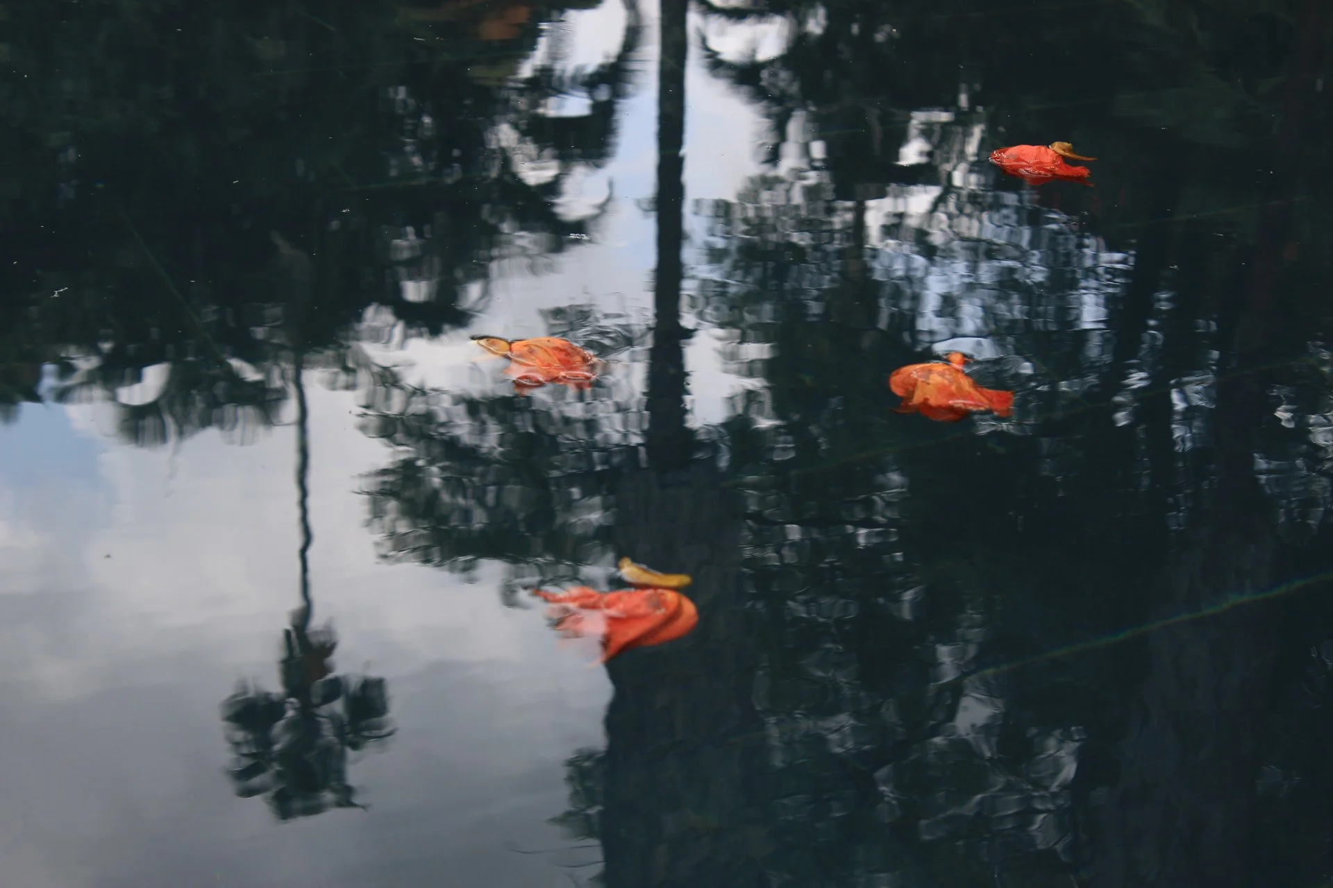 Reflective water surface with floating orange and yellow leaves or flowers, and dark trees and sky reflected in the water.