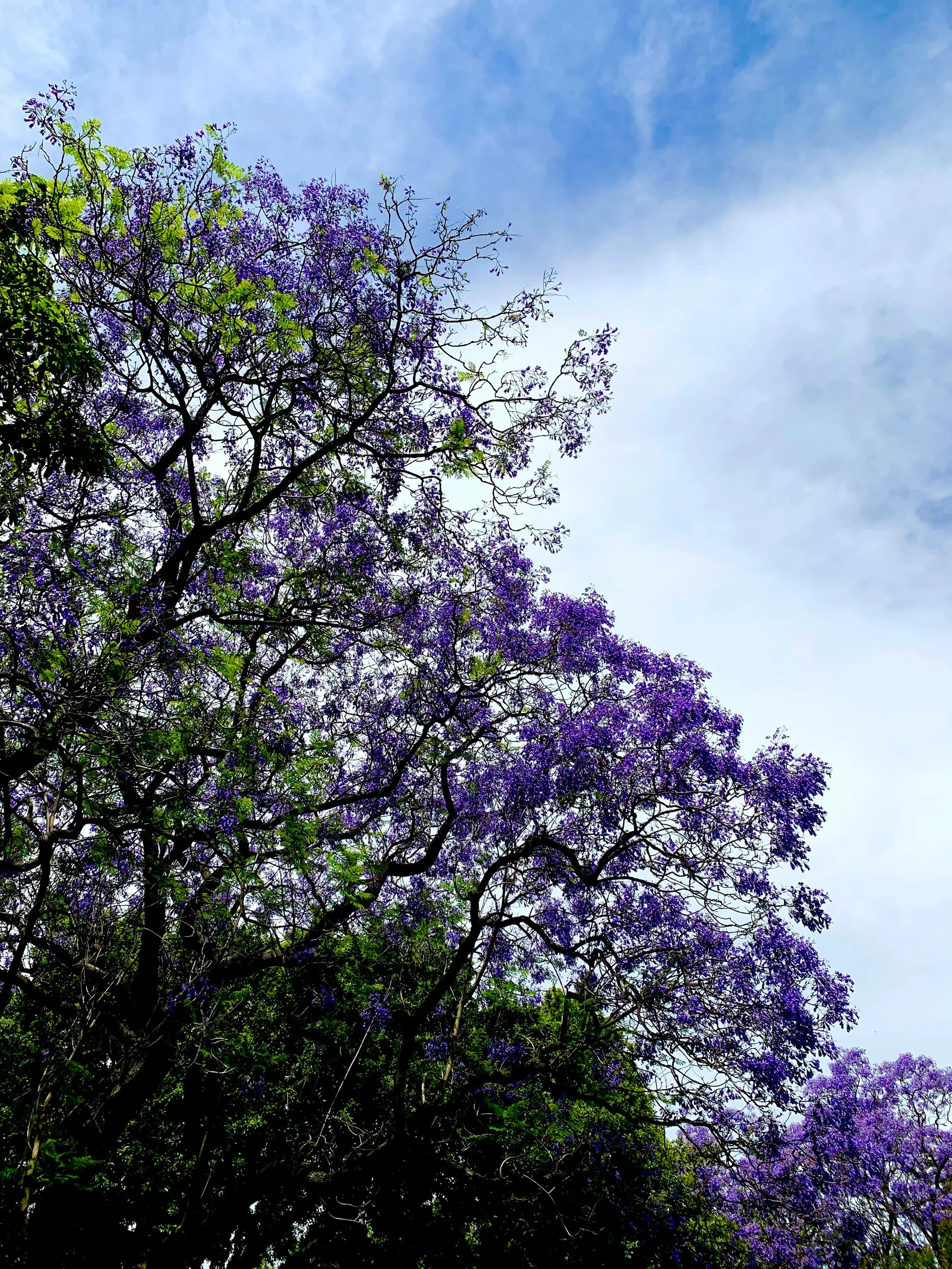 Tree with purple flowers and green leaves against a partly cloudy sky.