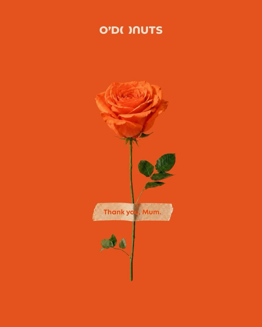 🌷 Mother&rsquo;s Day Special 🌷

Purchase any 5 donuts + any drink
and receive a complimentary orange rose for Mum 💐

Available 9th - 10th May, Saturday &amp; Sunday only.
Limited daily quantity while stocks last.

#mothersday #odonutsau #donuts #c