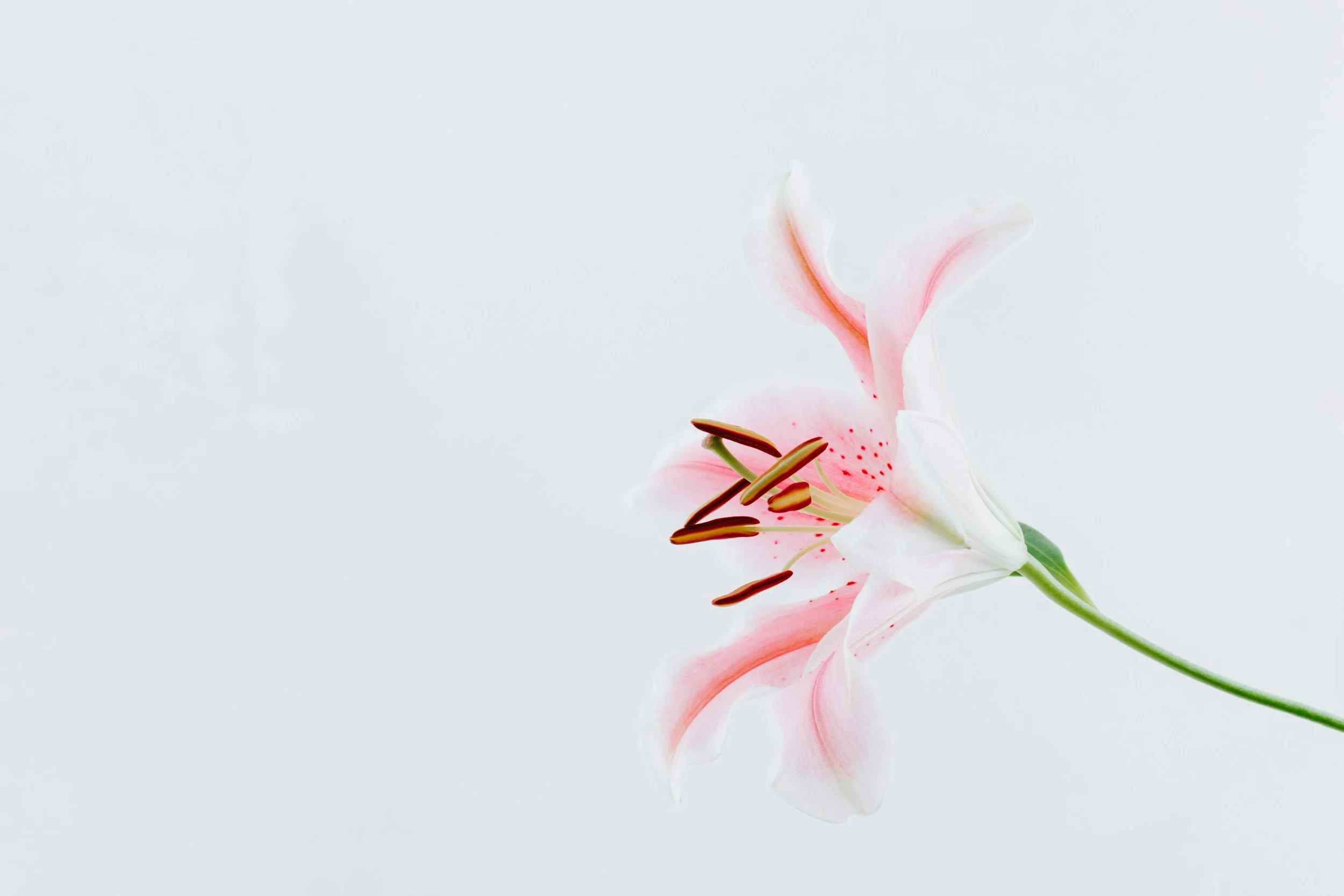 Close-up of a pink and white lily flower isolated on a plain white background.
