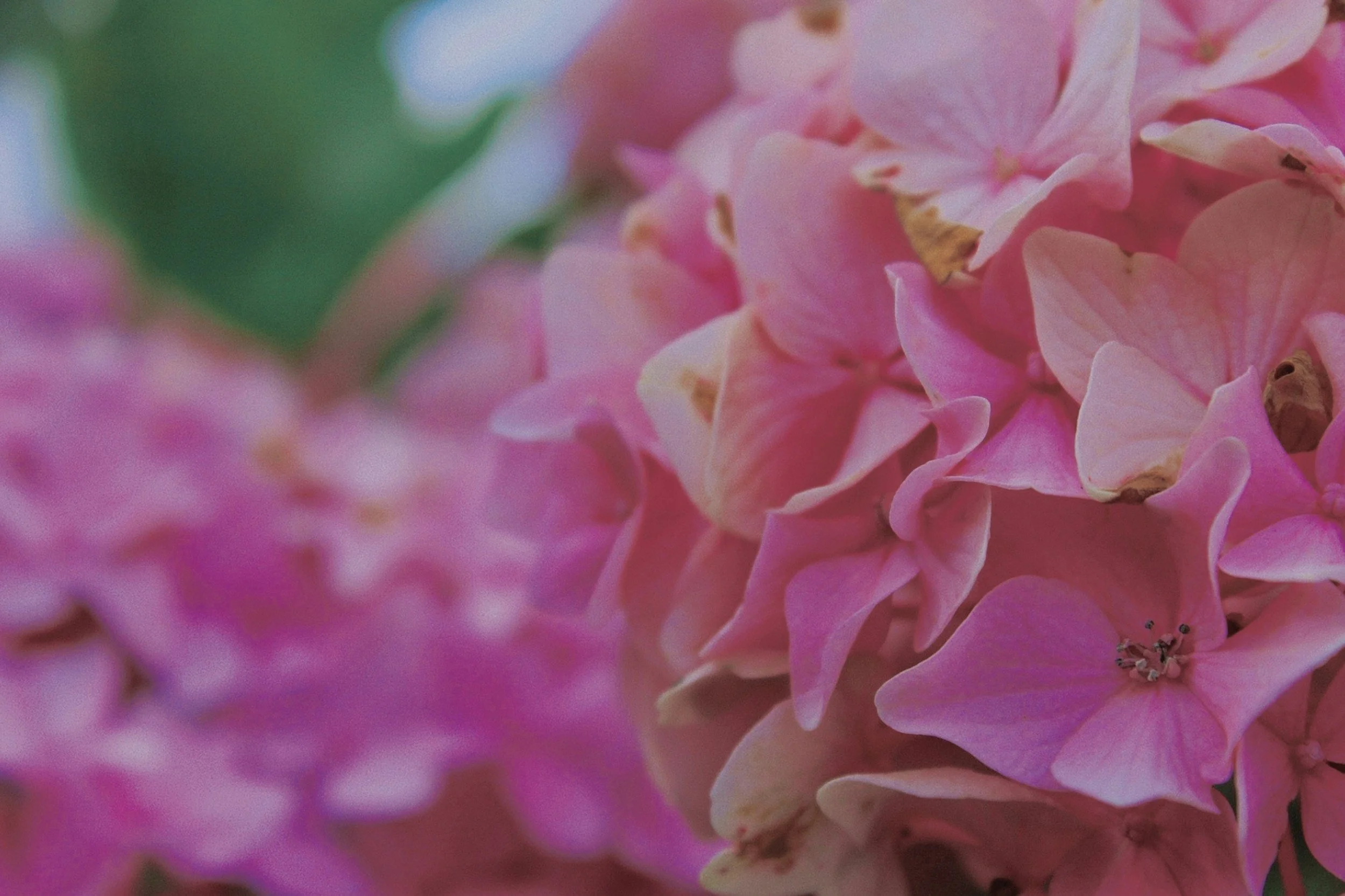 Close-up of pink hydrangea flowers with some brown edges and a slightly blurred green background.