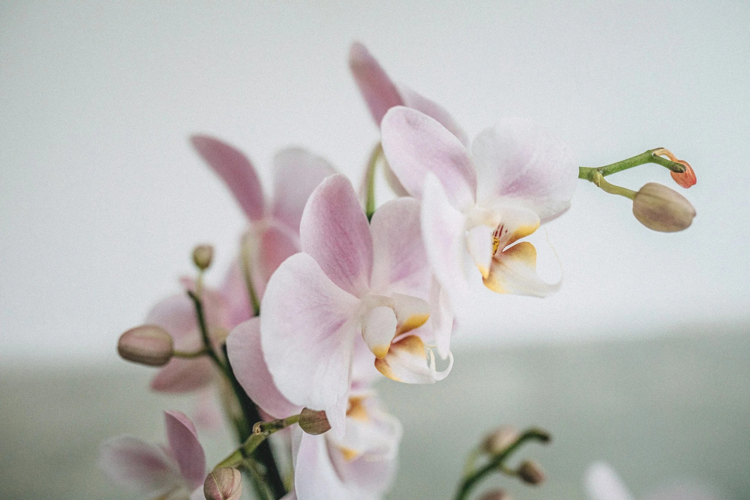 Close-up of light pink and white orchids with buds on a green stem.