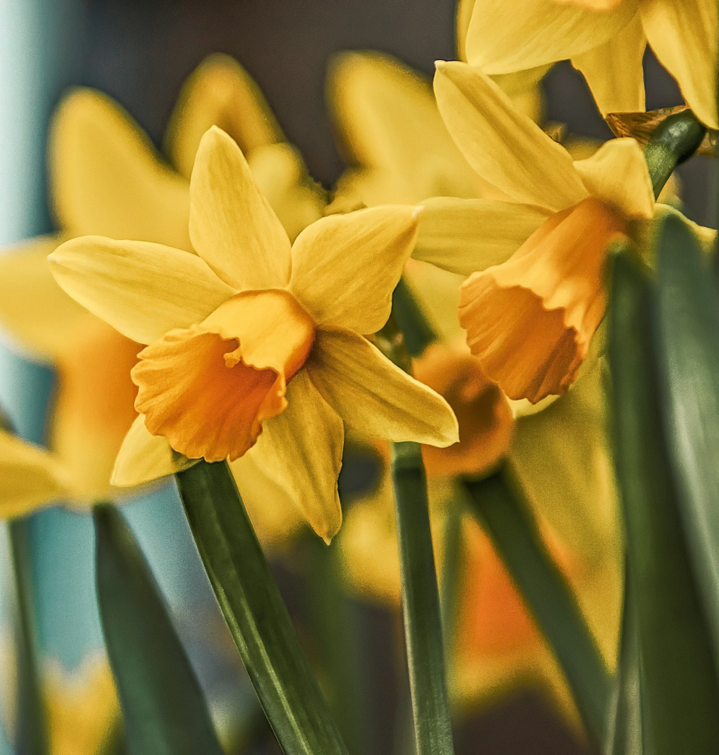 Close-up of yellow daffodil flowers with orange centers