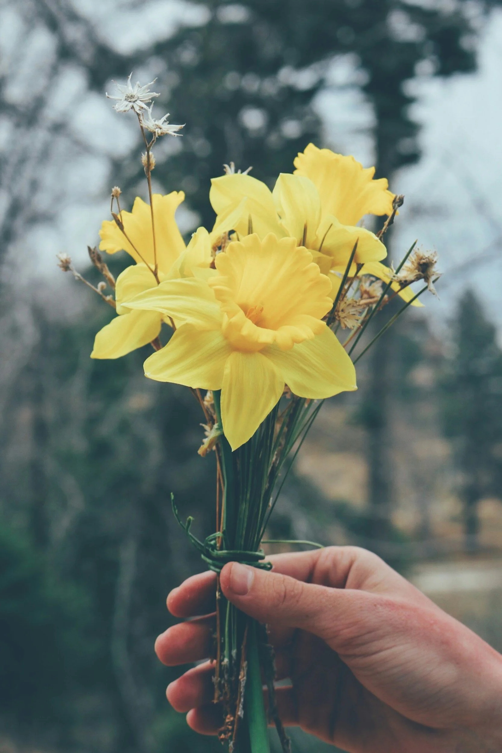 A hand holding a bouquet of bright yellow daffodils and other dried flowers against a blurry outdoor background.