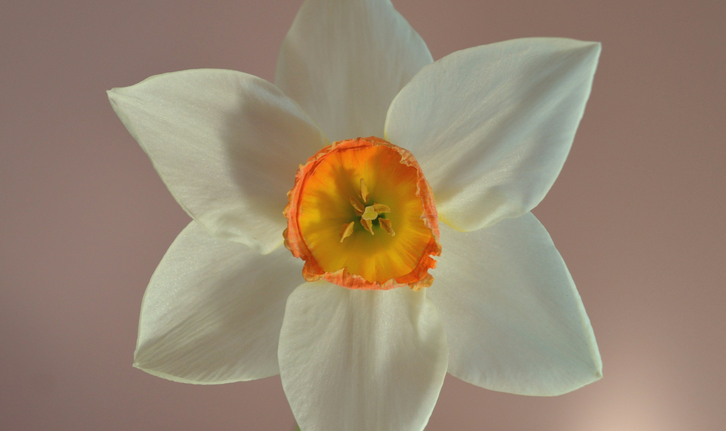 Close-up of a white daffodil flower with a yellow and orange center against a soft pink background.