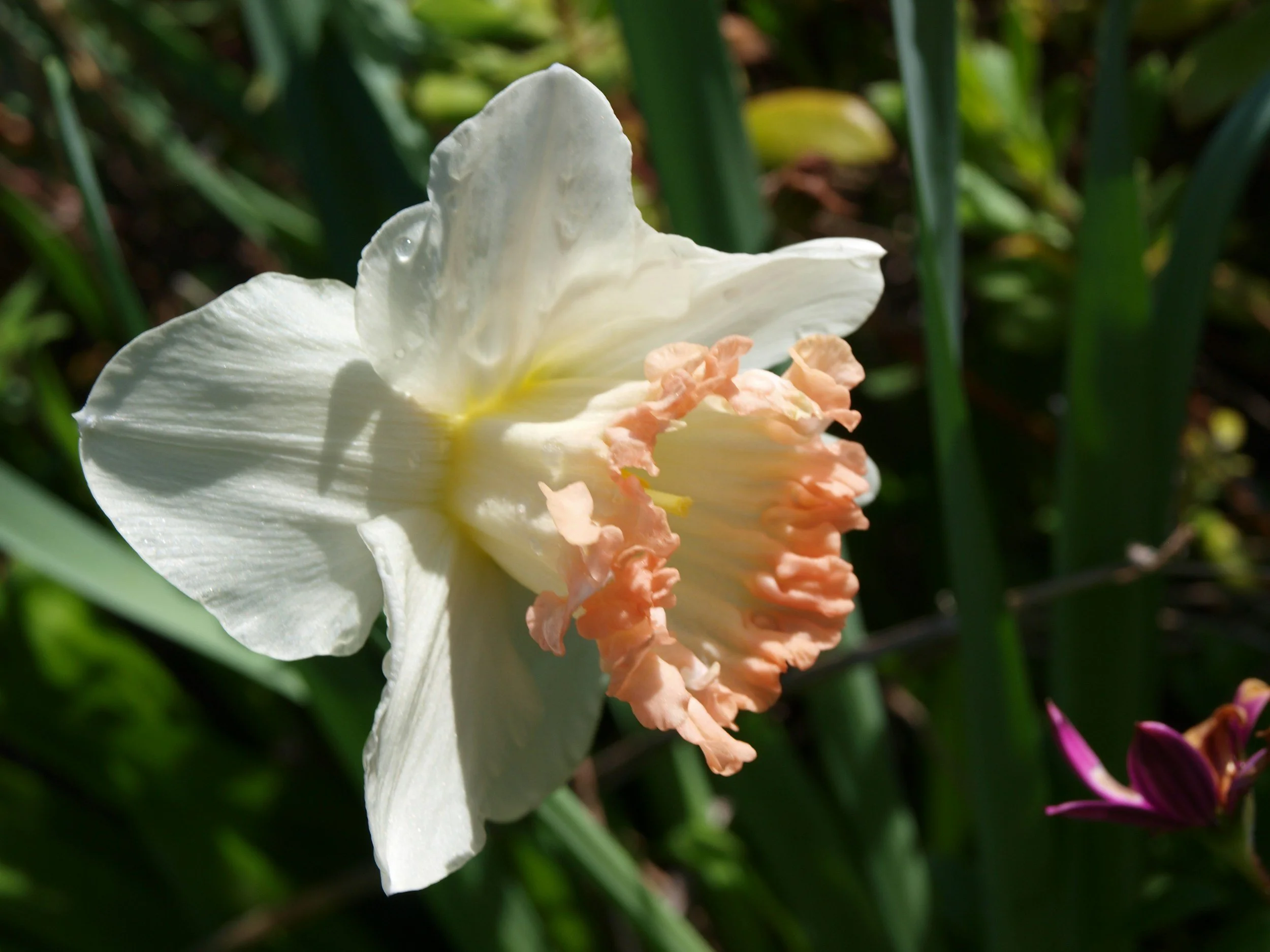 A close-up of a white daffodil flower with a ruffled peach-colored corona, surrounded by green foliage.