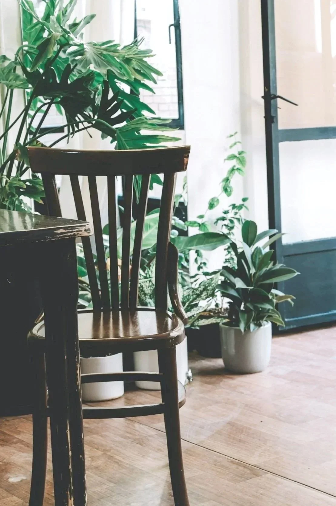 Indoor scene with wooden chair, large leafy plants, and a glass door letting in natural light.