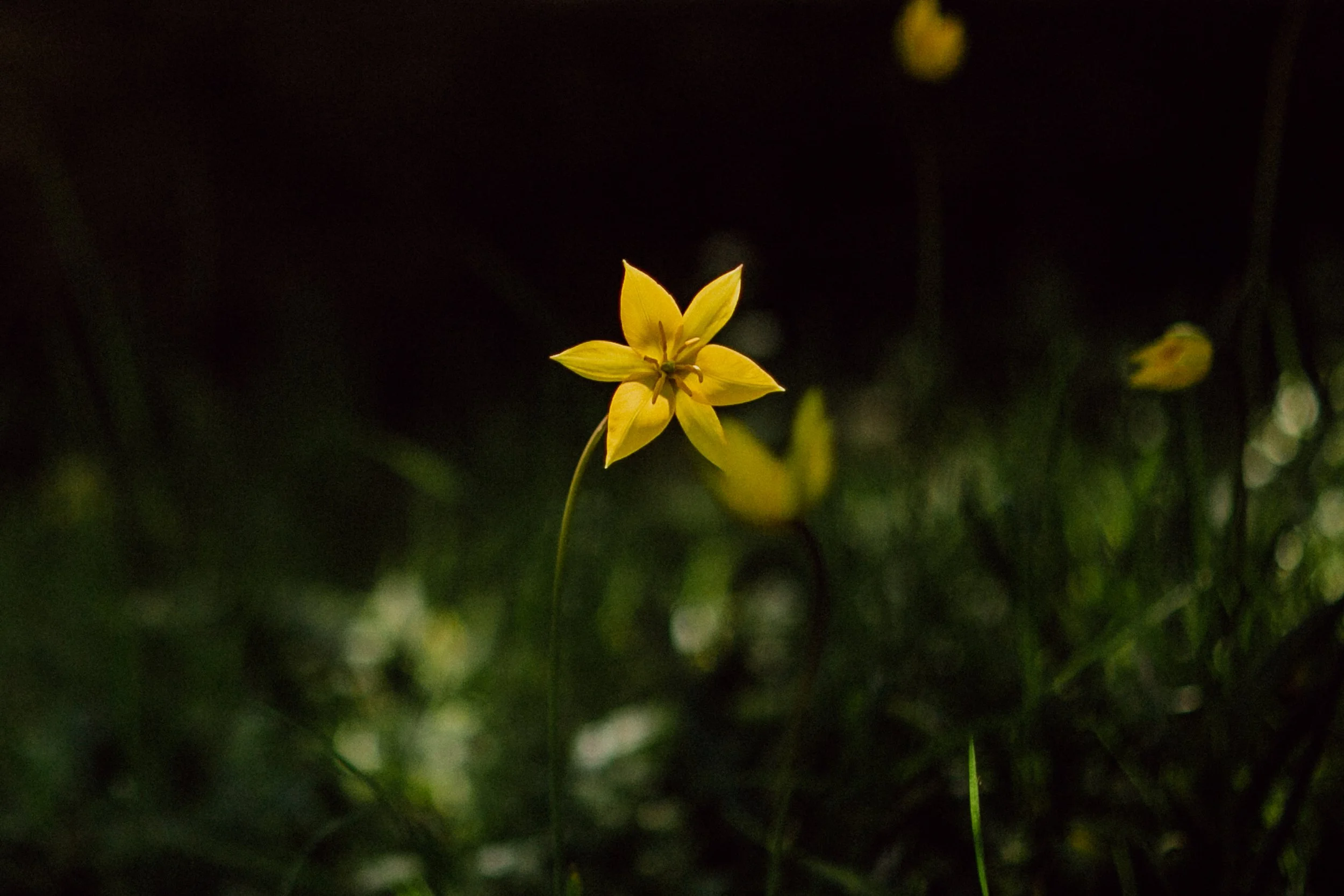 Eine gelbe Blume blüht in der Nacht, umgeben von dunklem Grün.