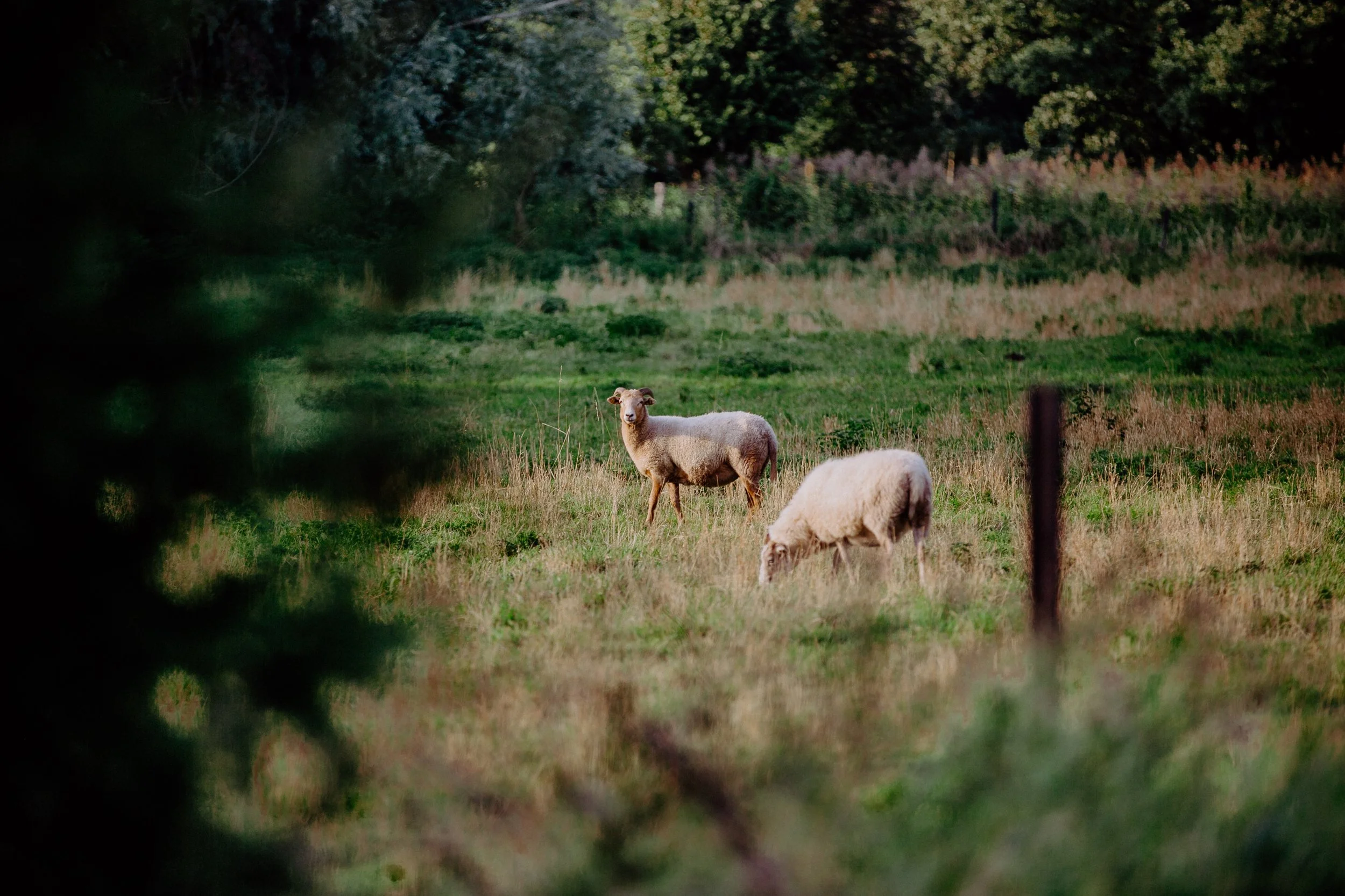 Zwei Schafe auf einer Wiese, eine im Vordergrund und eine im Hintergrund, umgeben von Bäumen und Sträuchern, bei Sonnenuntergang