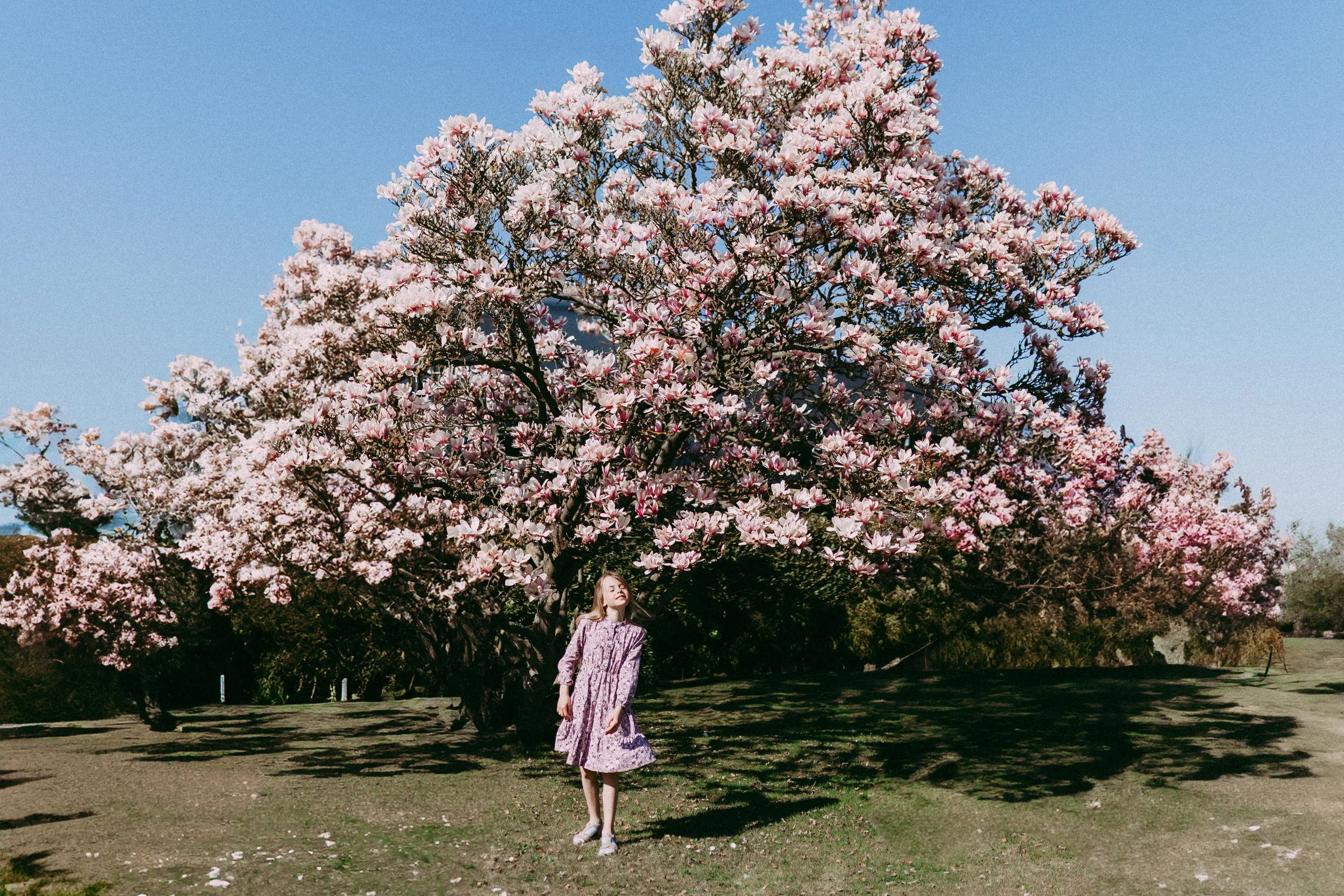 Junge lässt unter einem großen blühenden Magnolienbaum in einem Park stehen und genießt die Frühlingssonne.