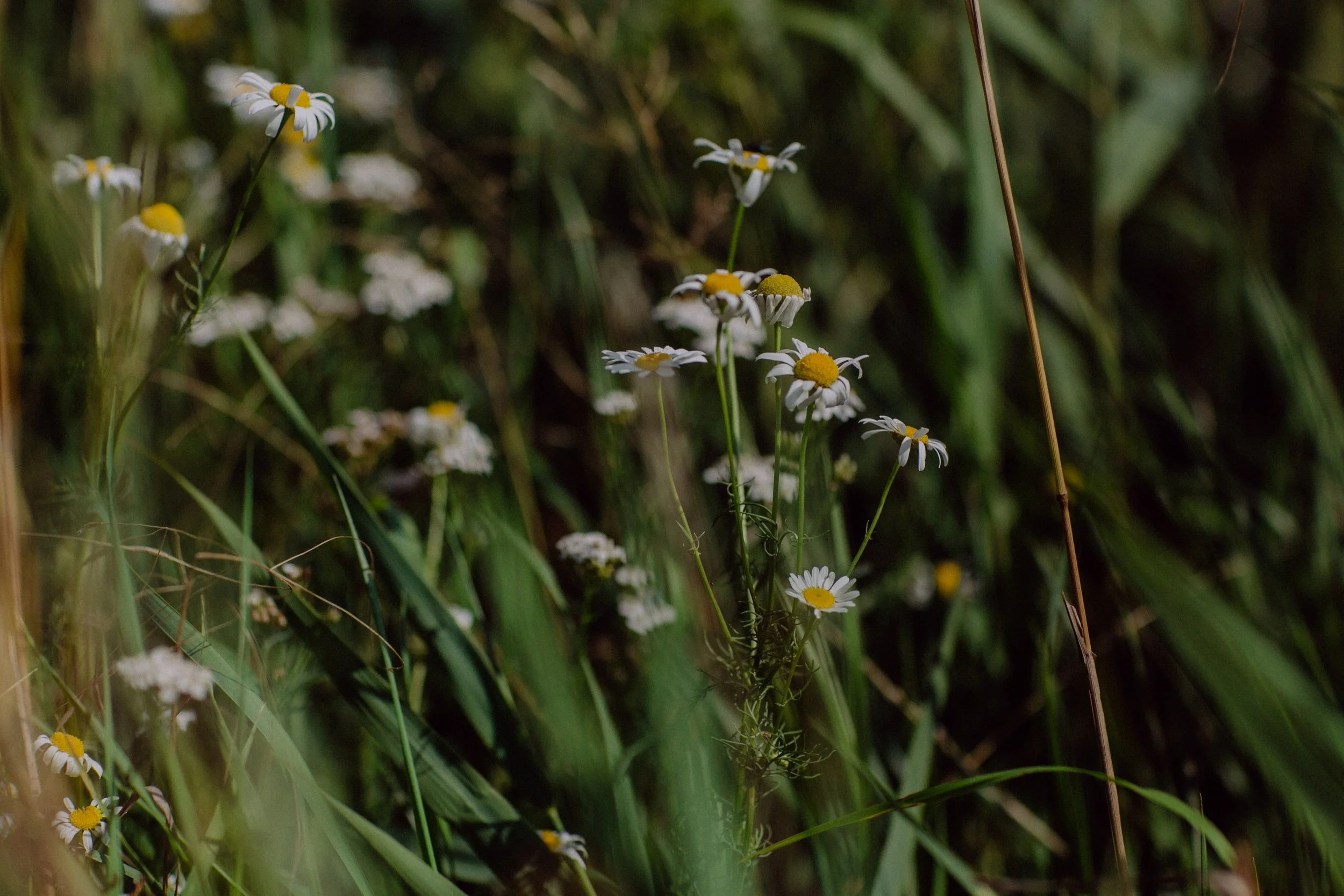 Familienshooting_Lehmann-Ziegert_280723_©NelliMayerPhotography_139.jpg