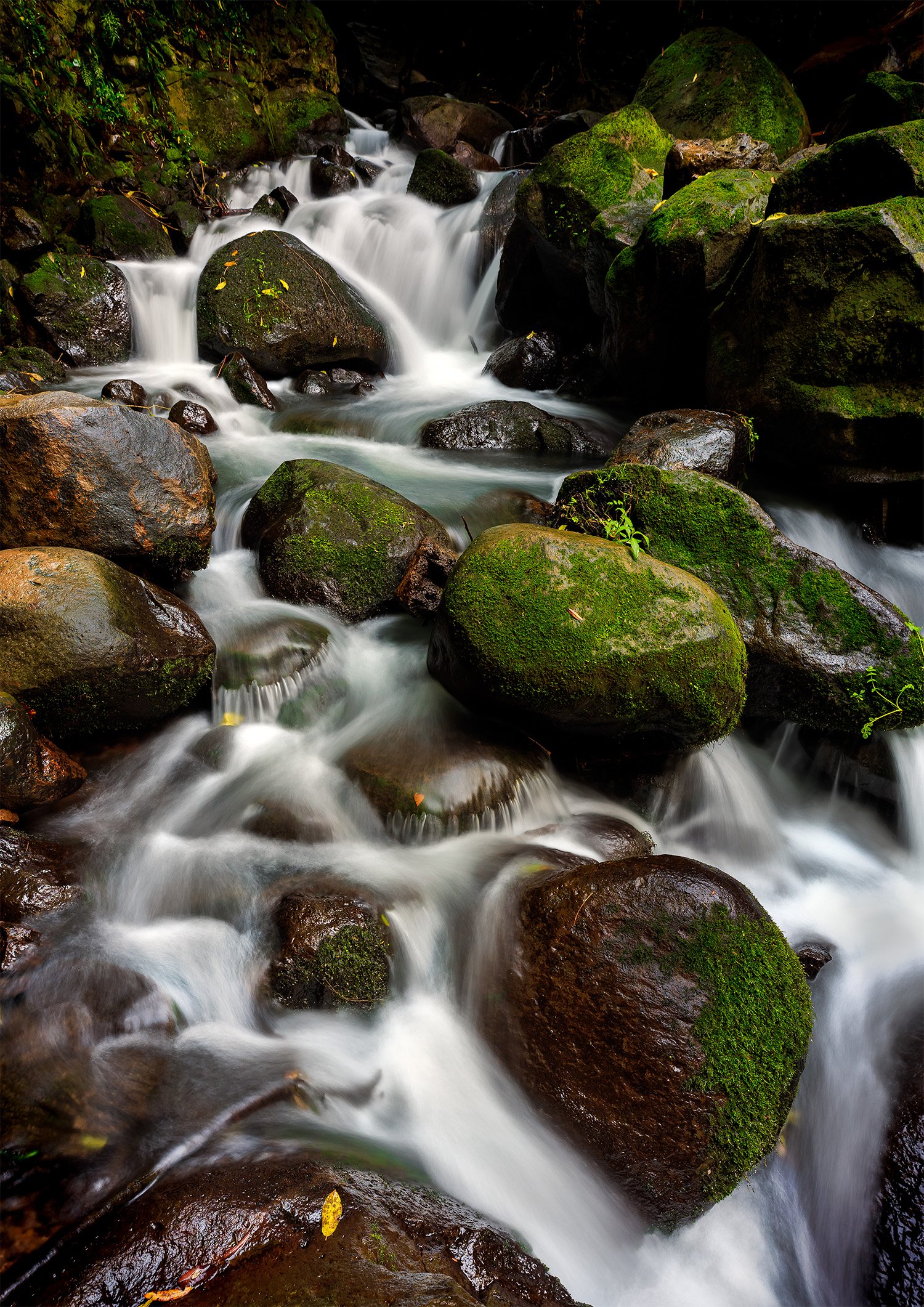 Auckland Waterfall Tranquility - Fine Art Print