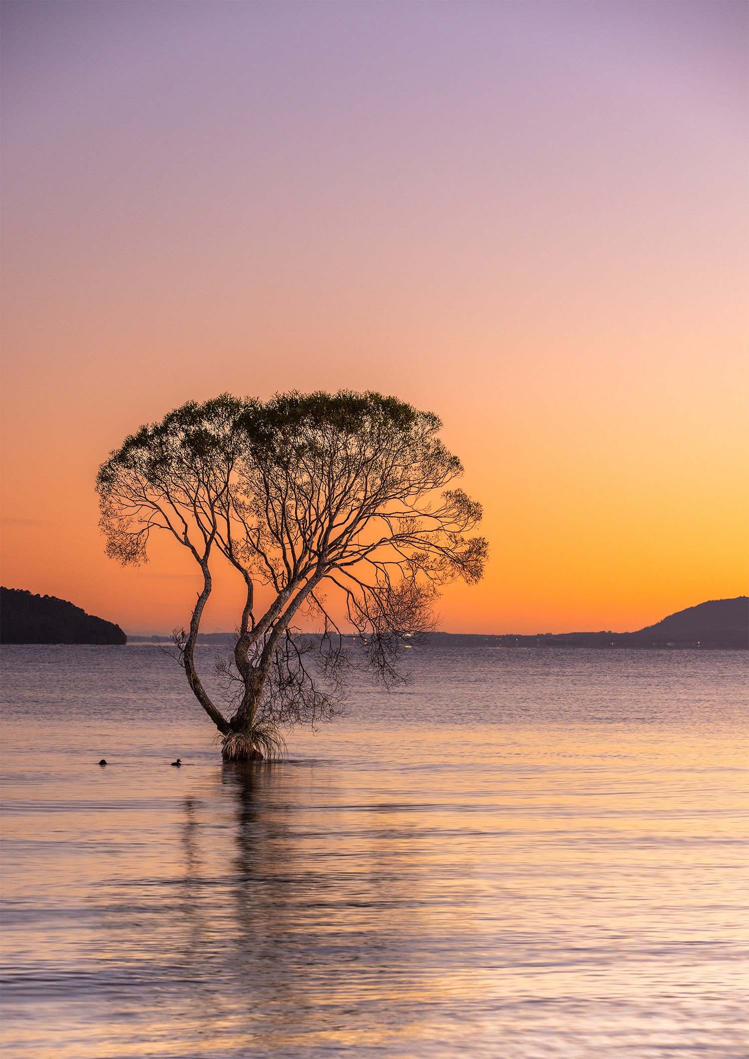 Taupo tree.jpg