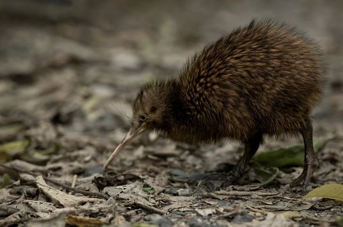 Kiwi