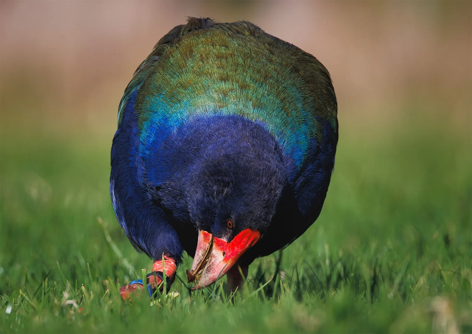 New Zealand Takahe Fine Art Print
