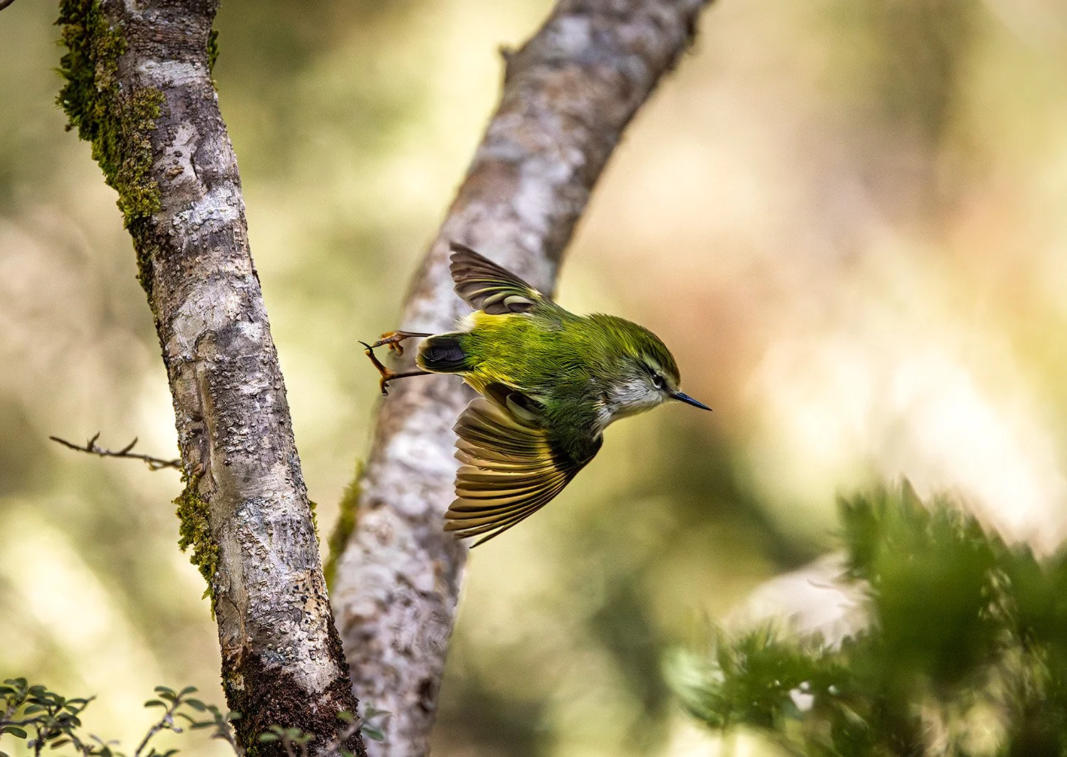 Rifleman Bird Fine Art Print