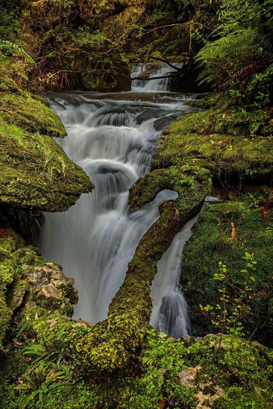 New Zealand Waterfall Art Print with Unique S-Shaped Branch