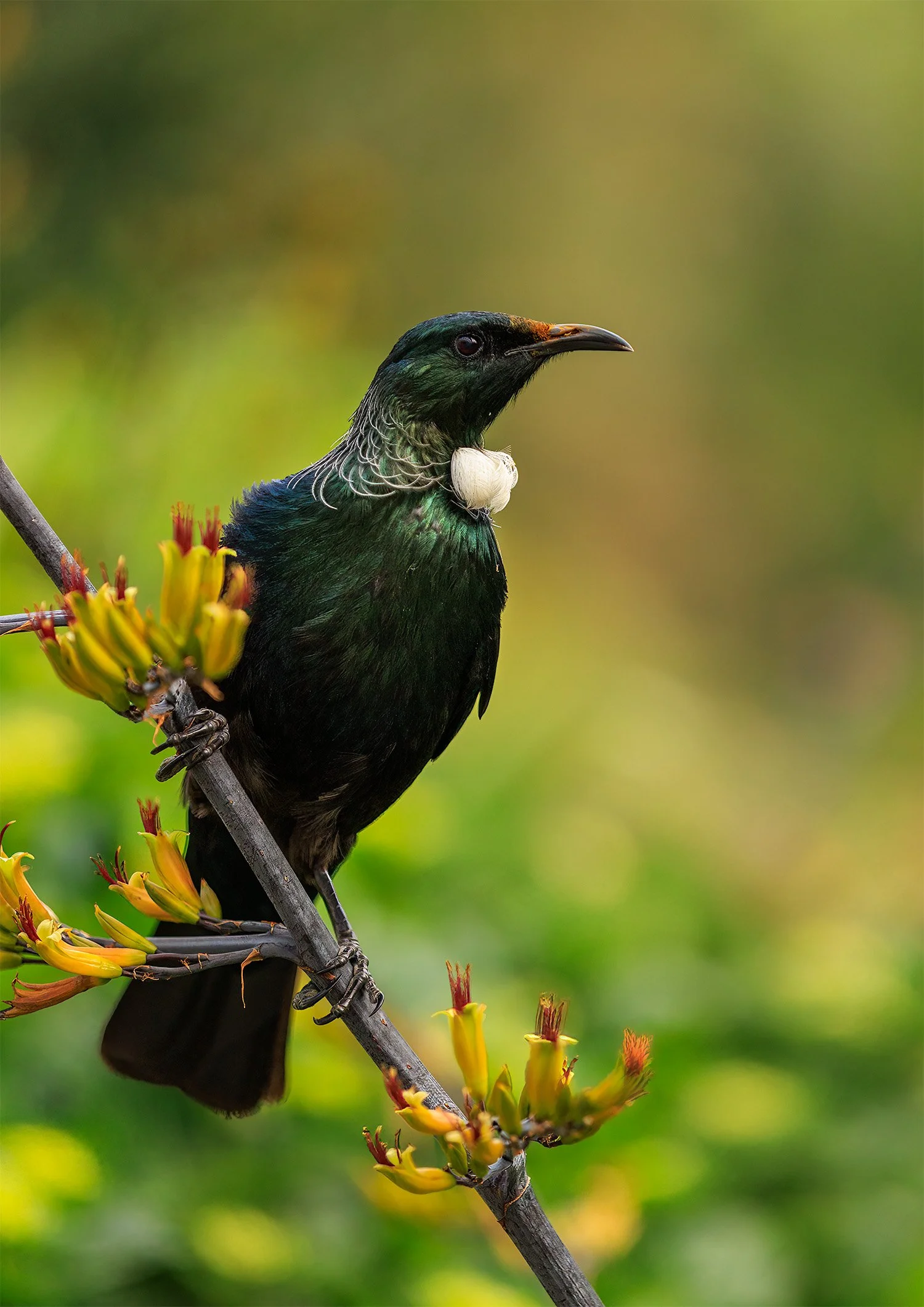 Tui 2023 edit-Edit-Edit.jpg