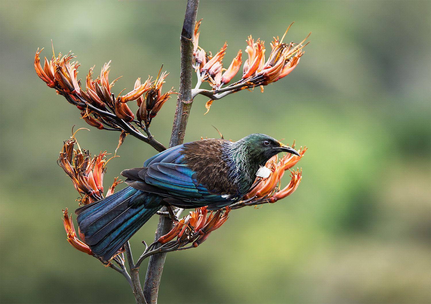 Tui Amongst Native Flora: Fine Art Print