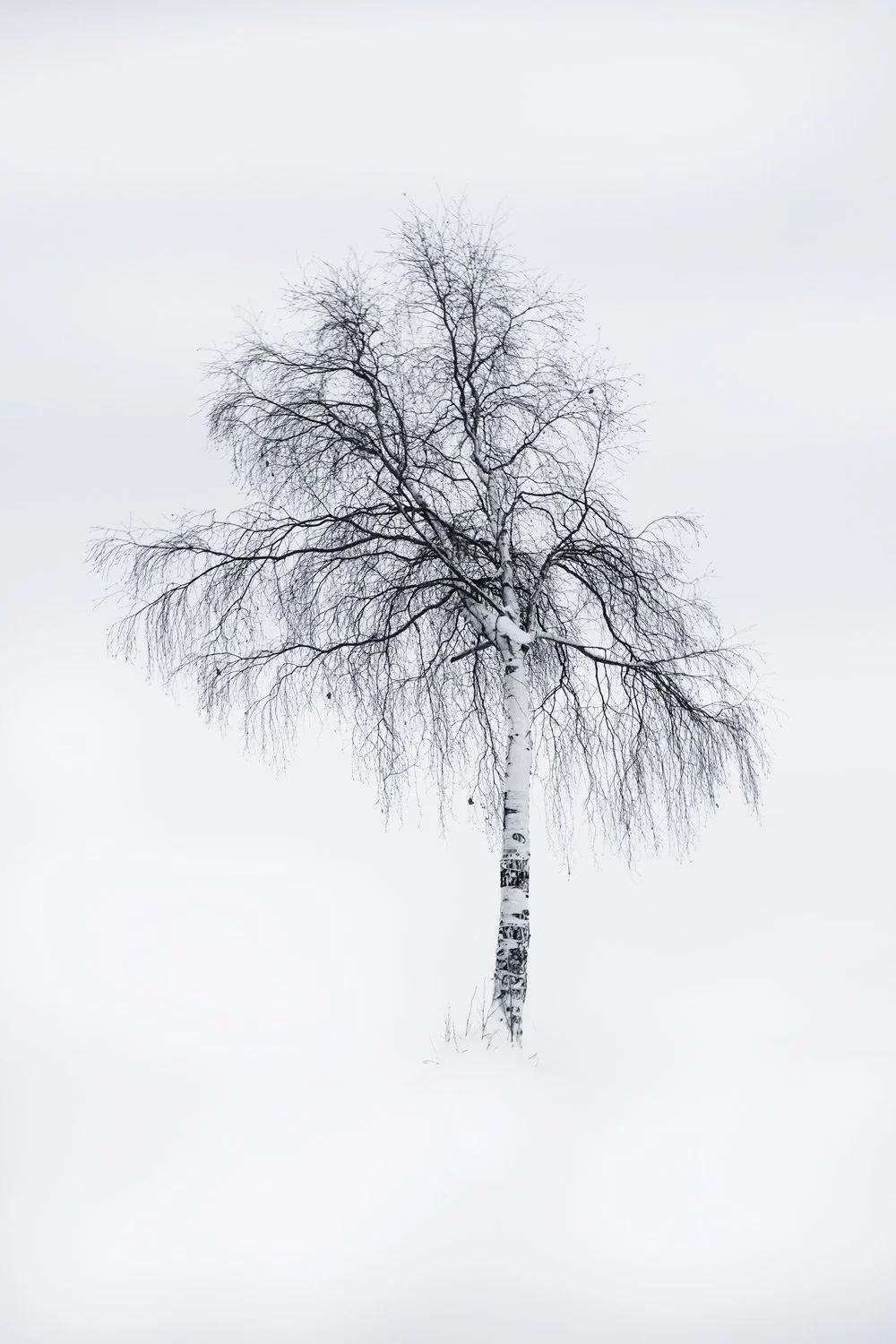 Solitude in the Northern Winter - Fine Art Print